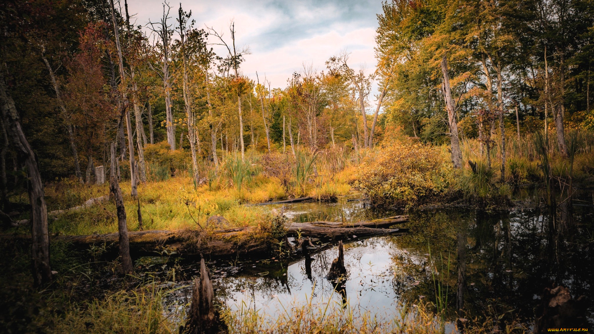 природа, реки, озера, лес, осень, болото, коряга