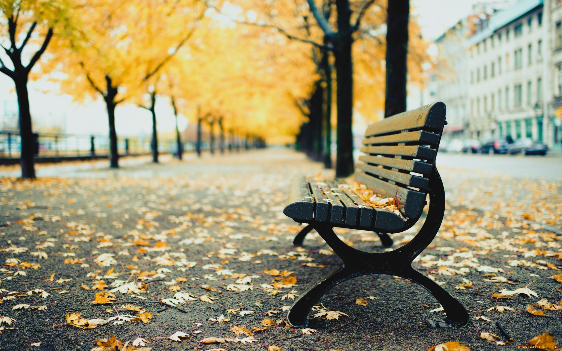 города, монреаль, , канада, деревья, аллея, осень, листья, скамейка, улица, здания