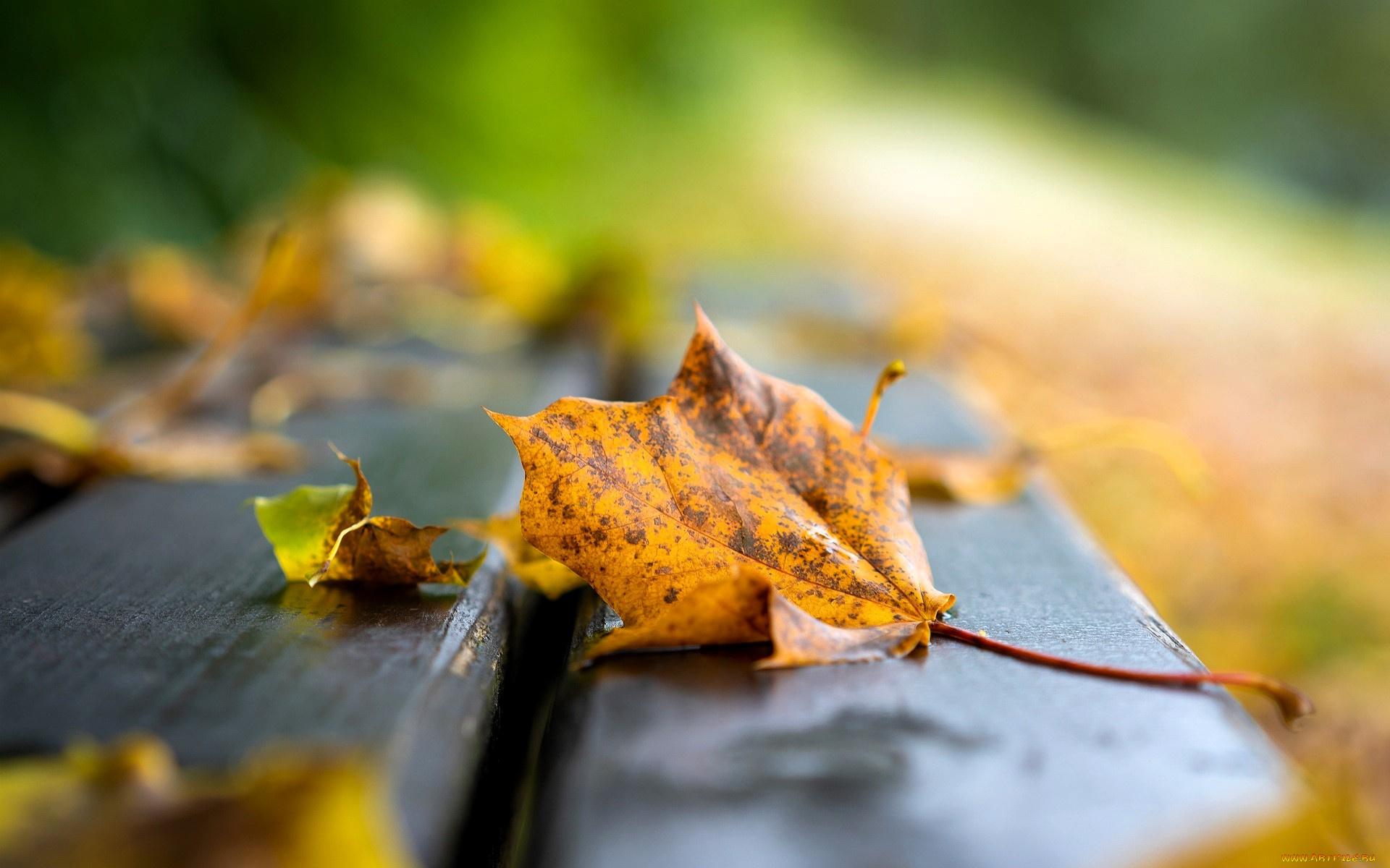 природа, листья, осень, скамейка