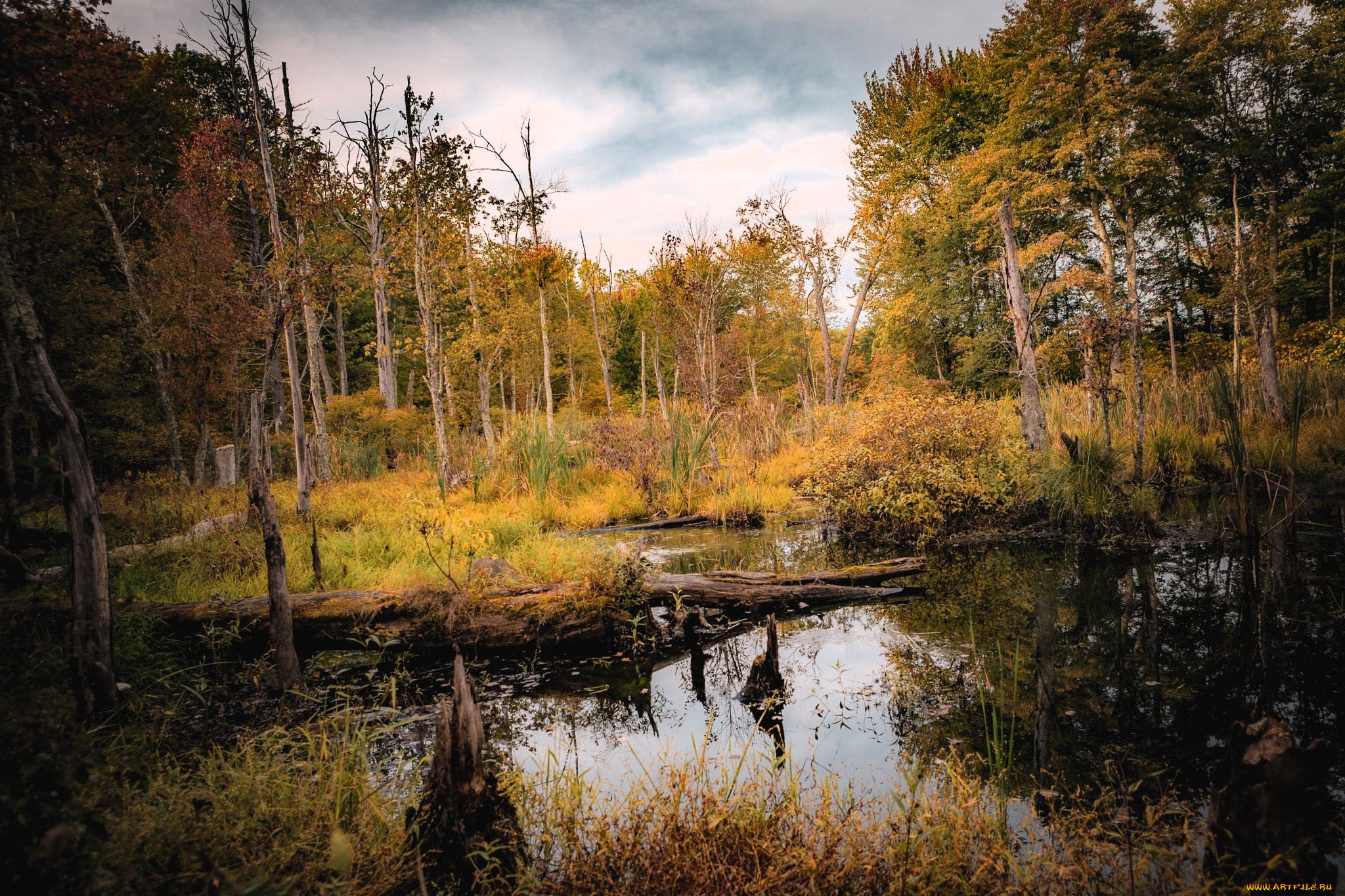 природа, реки, озера, лес, осень, болото, коряга