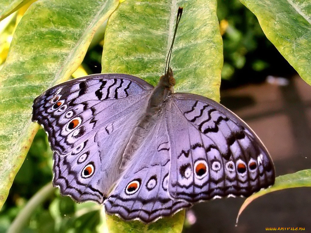 ready, to, soar, what, beautiful, butterfly, животные, бабочки