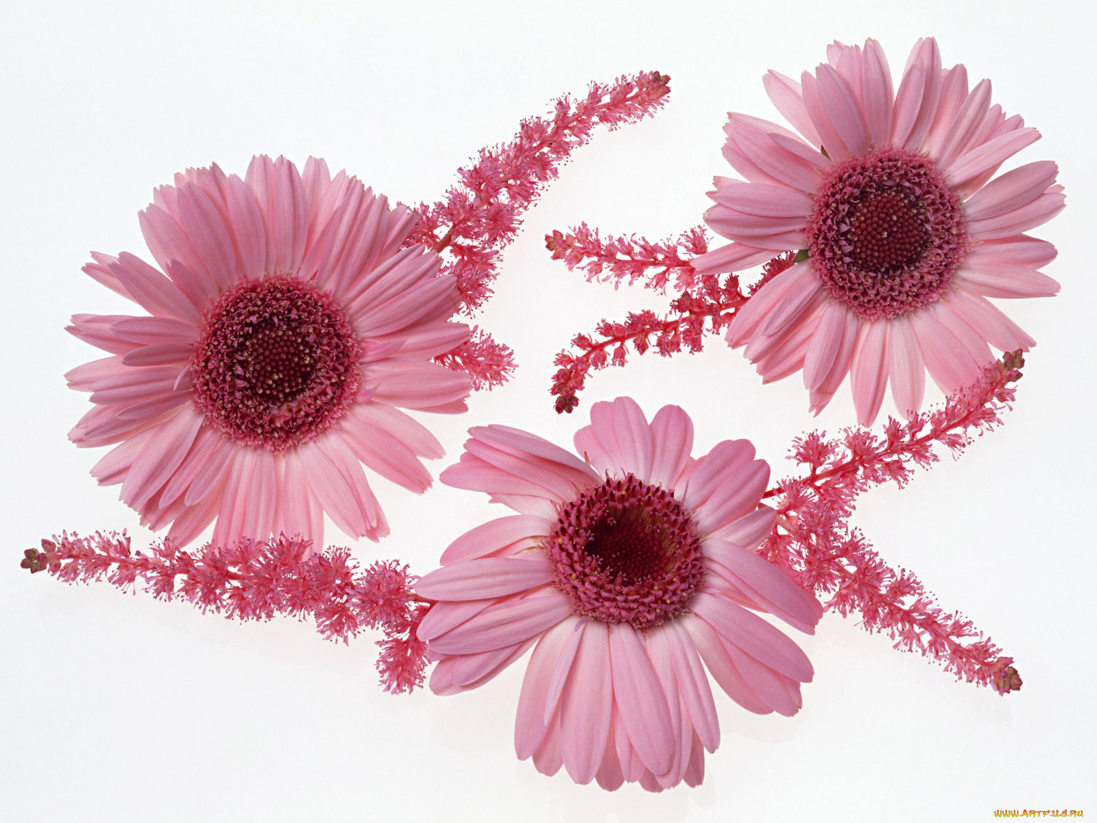 цветы, герберы