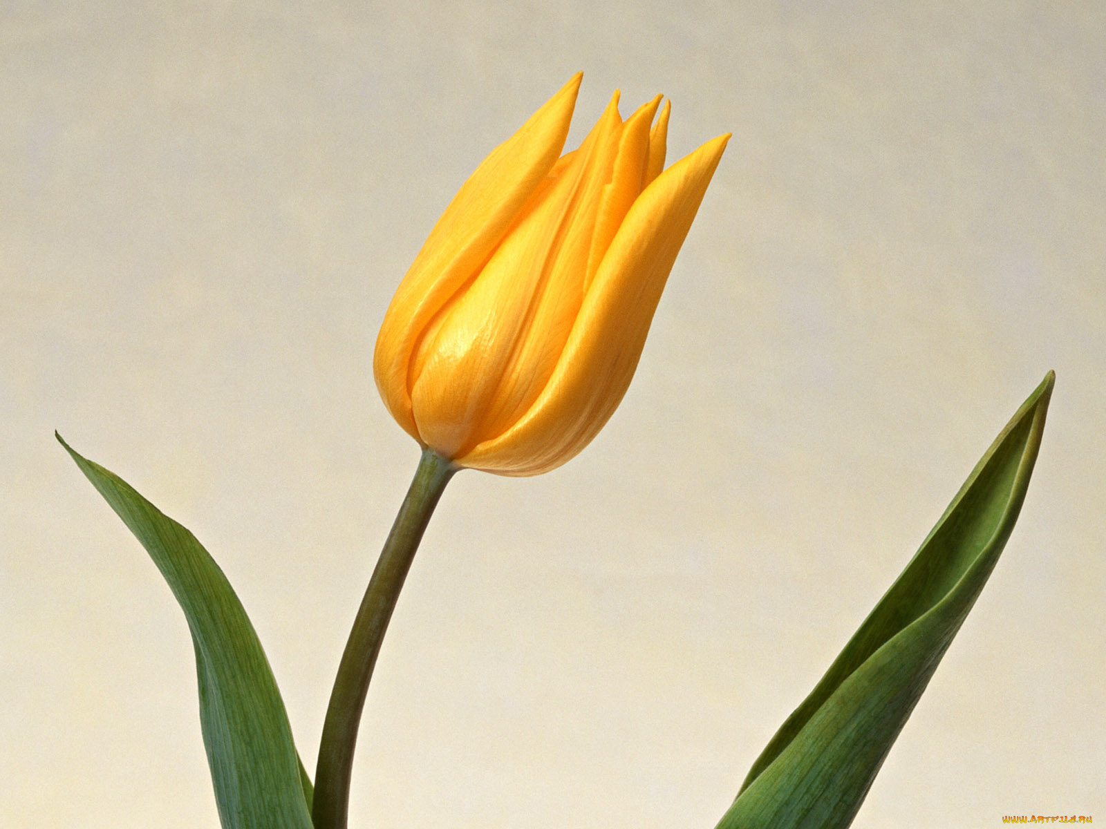 цветы, тюльпаны