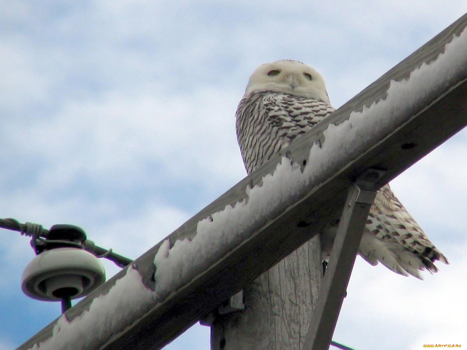 snowy, owl, on, telephone, pole, in, huron, county, michigan, животные, совы