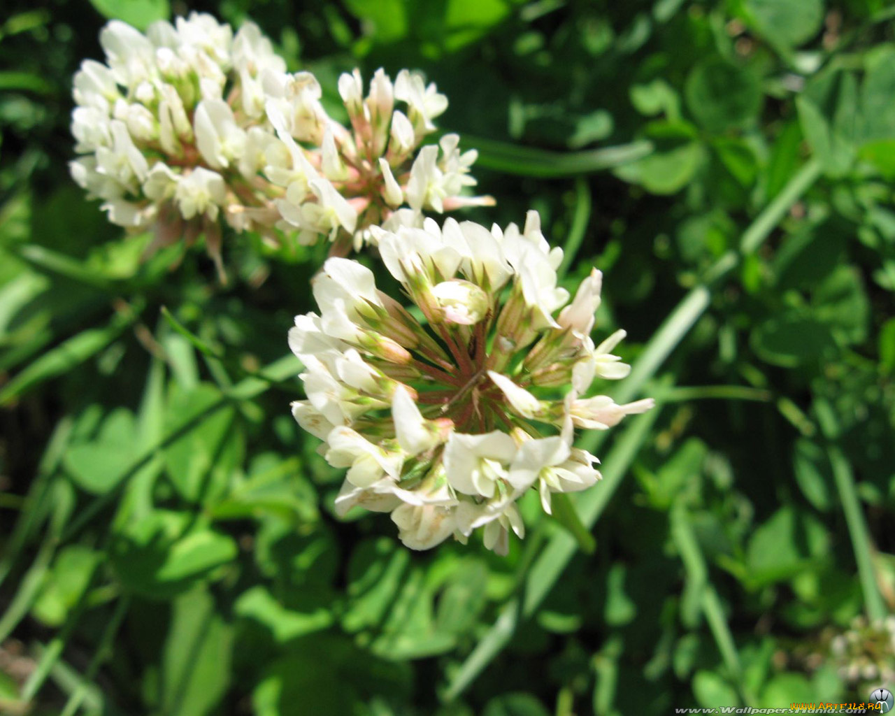 цветы, луговые, полевые