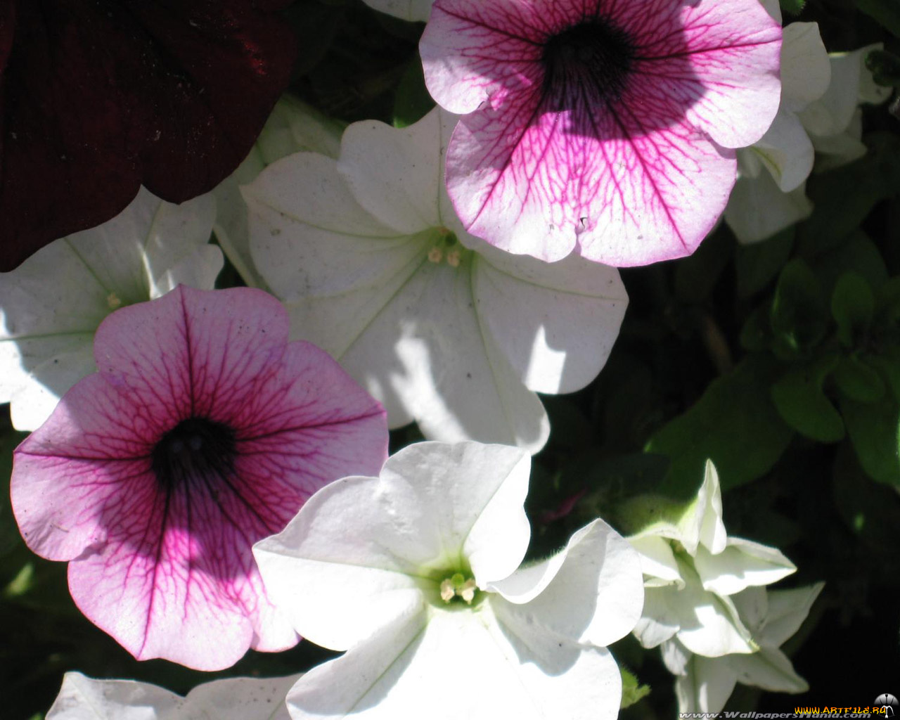 цветы, петунии, калибрахоа