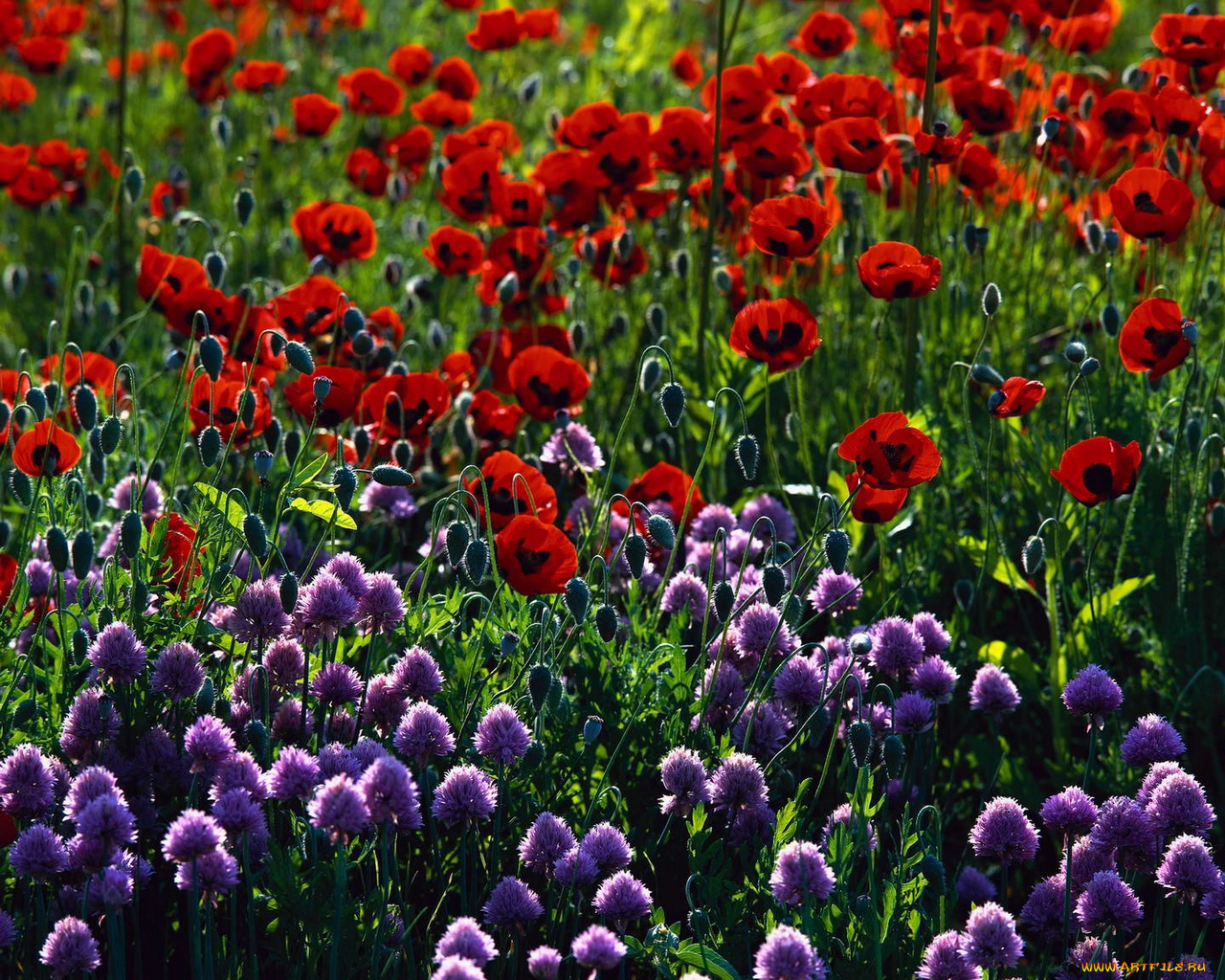 цветы, луговые, полевые