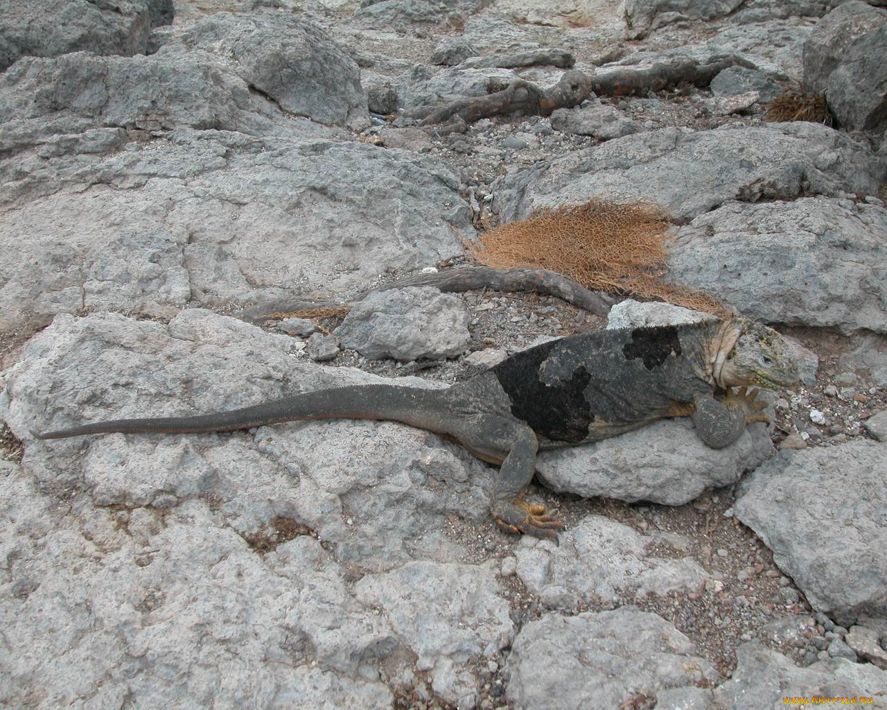 животные, Ящерицы, игуаны, вараны