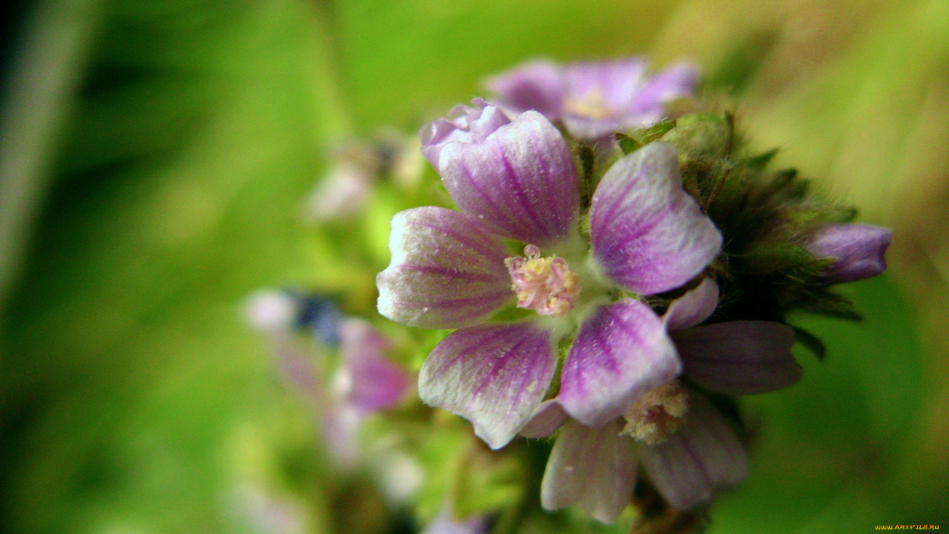 цветы, луговые, полевые