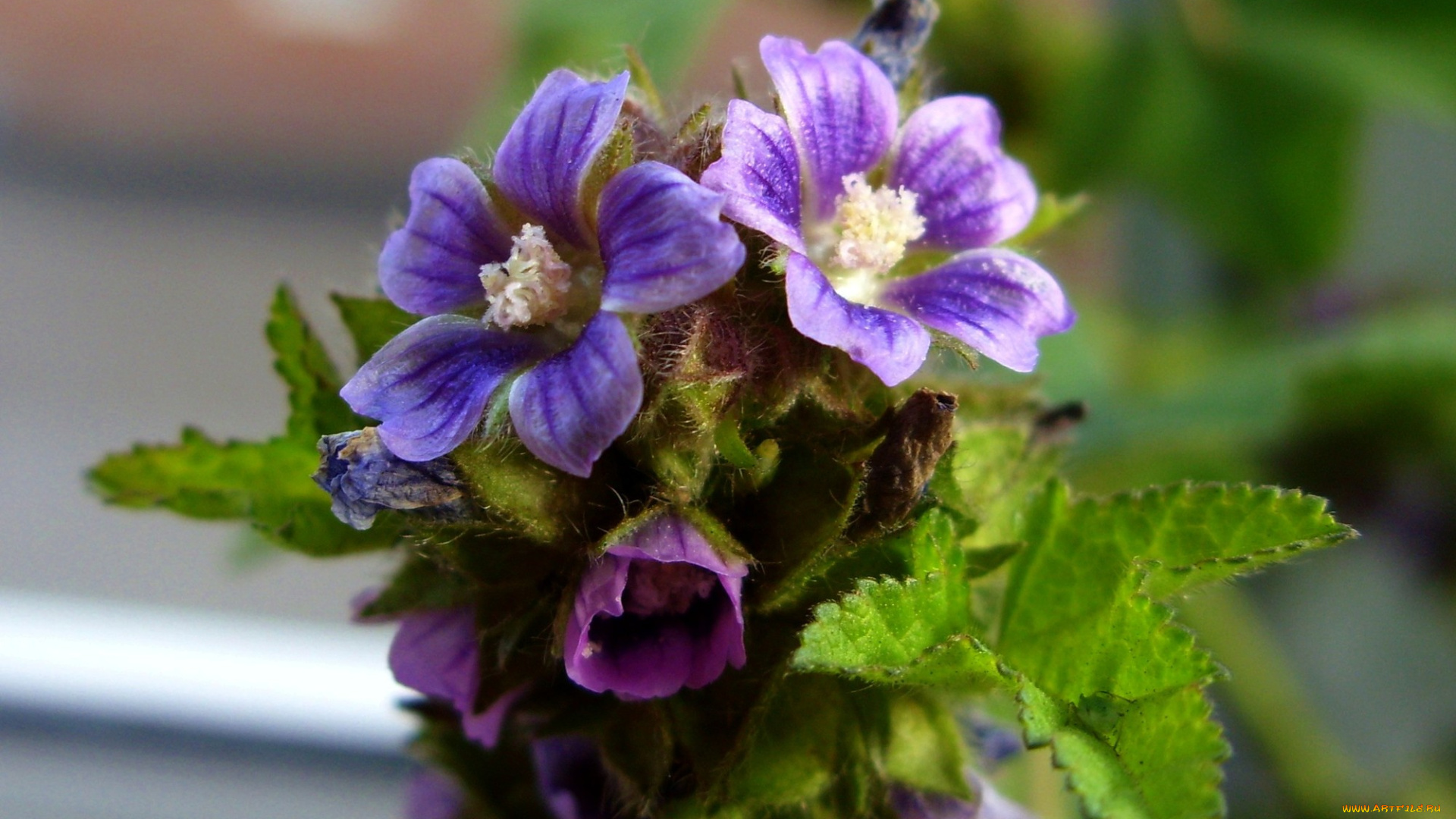 цветы, луговые, полевые