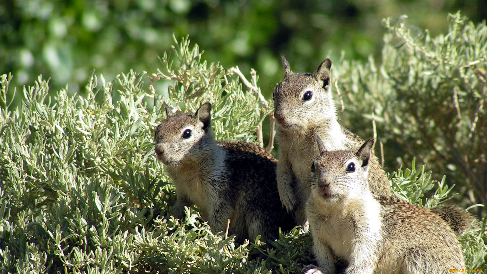 животные, суслики, сурки