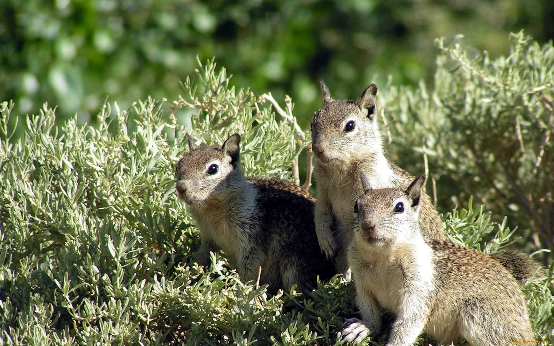 животные, суслики, сурки