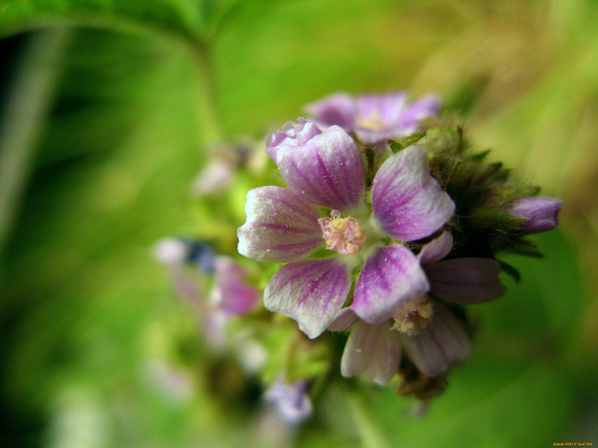 цветы, луговые, полевые