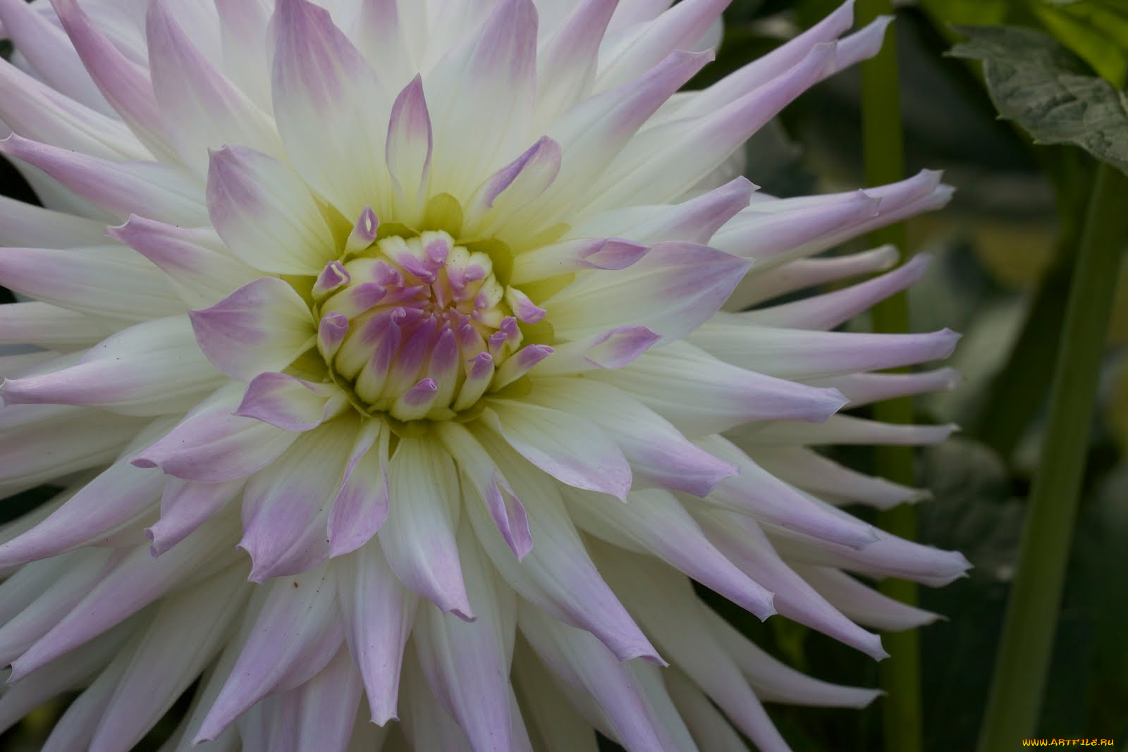 цветы, георгины, бутон