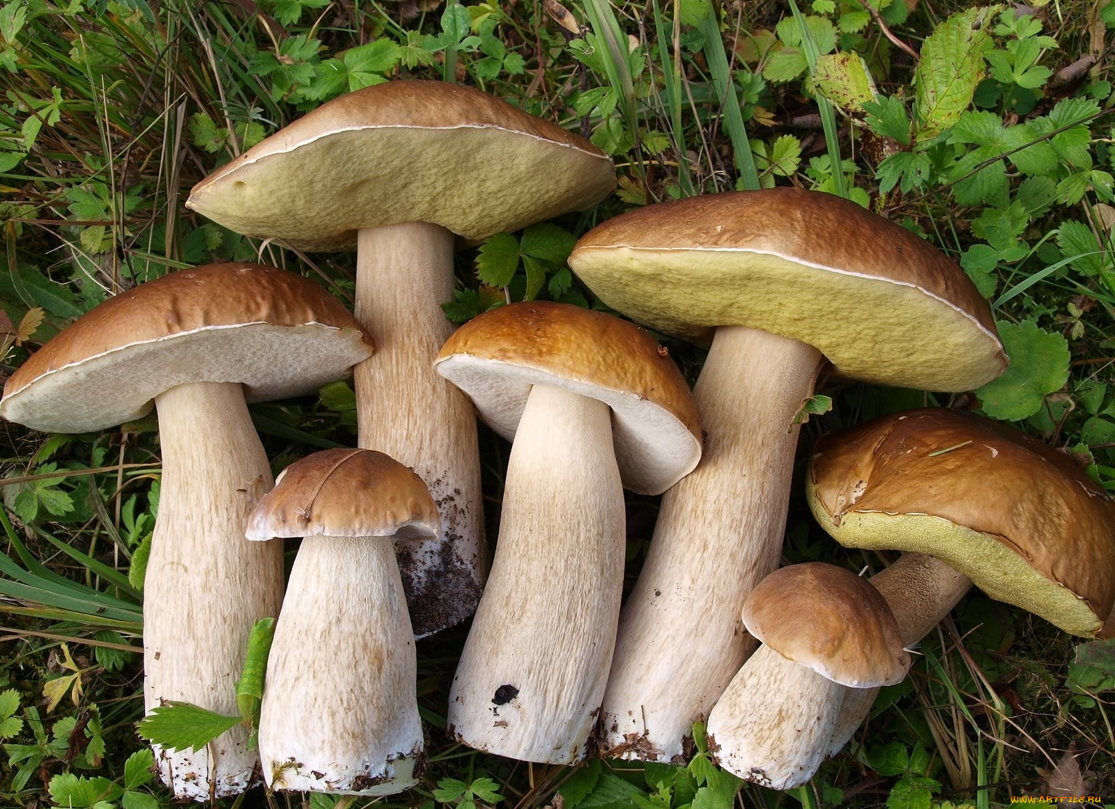 природа, грибы, боровик