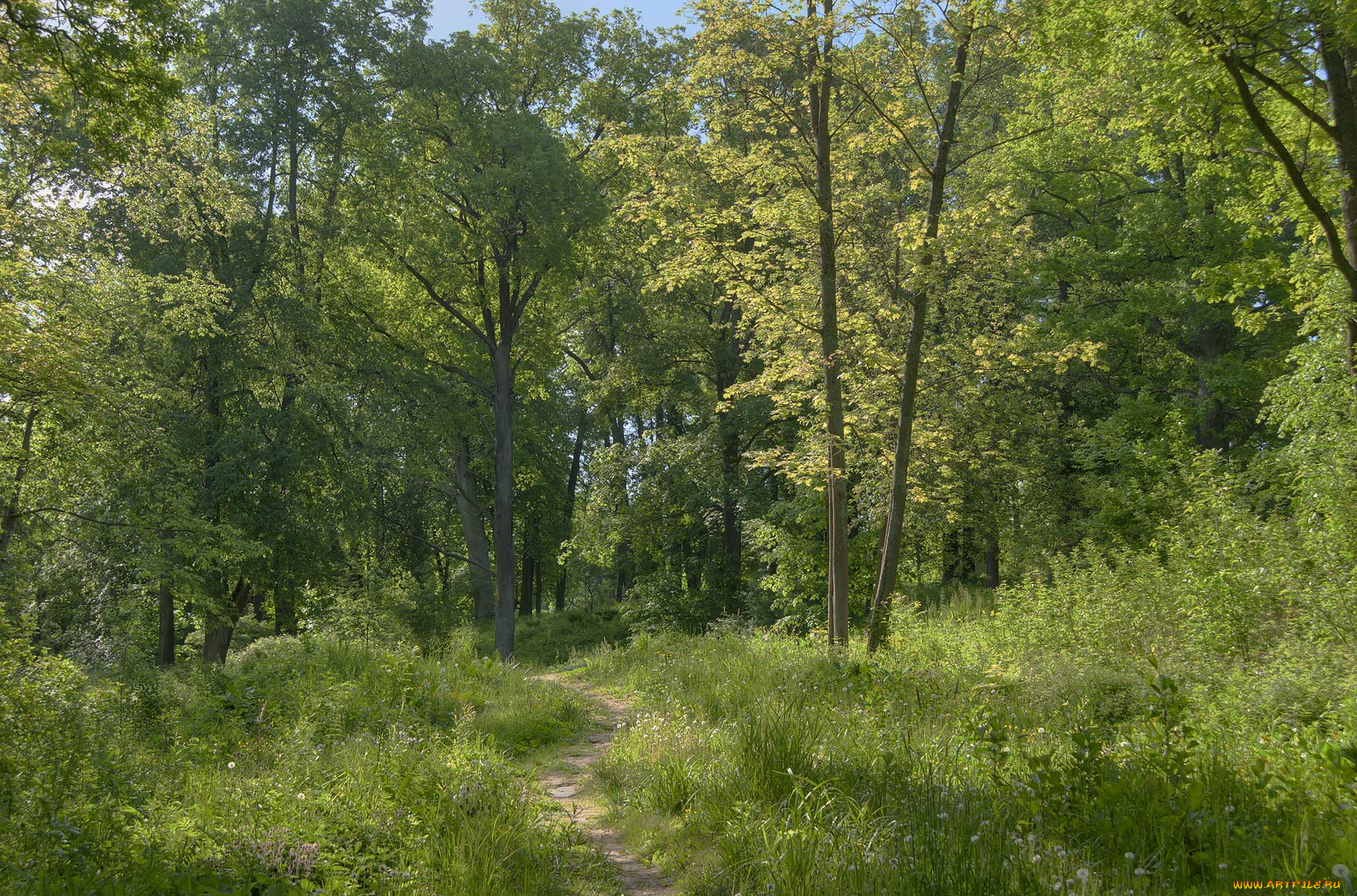 природа, лес, тропинка, трава