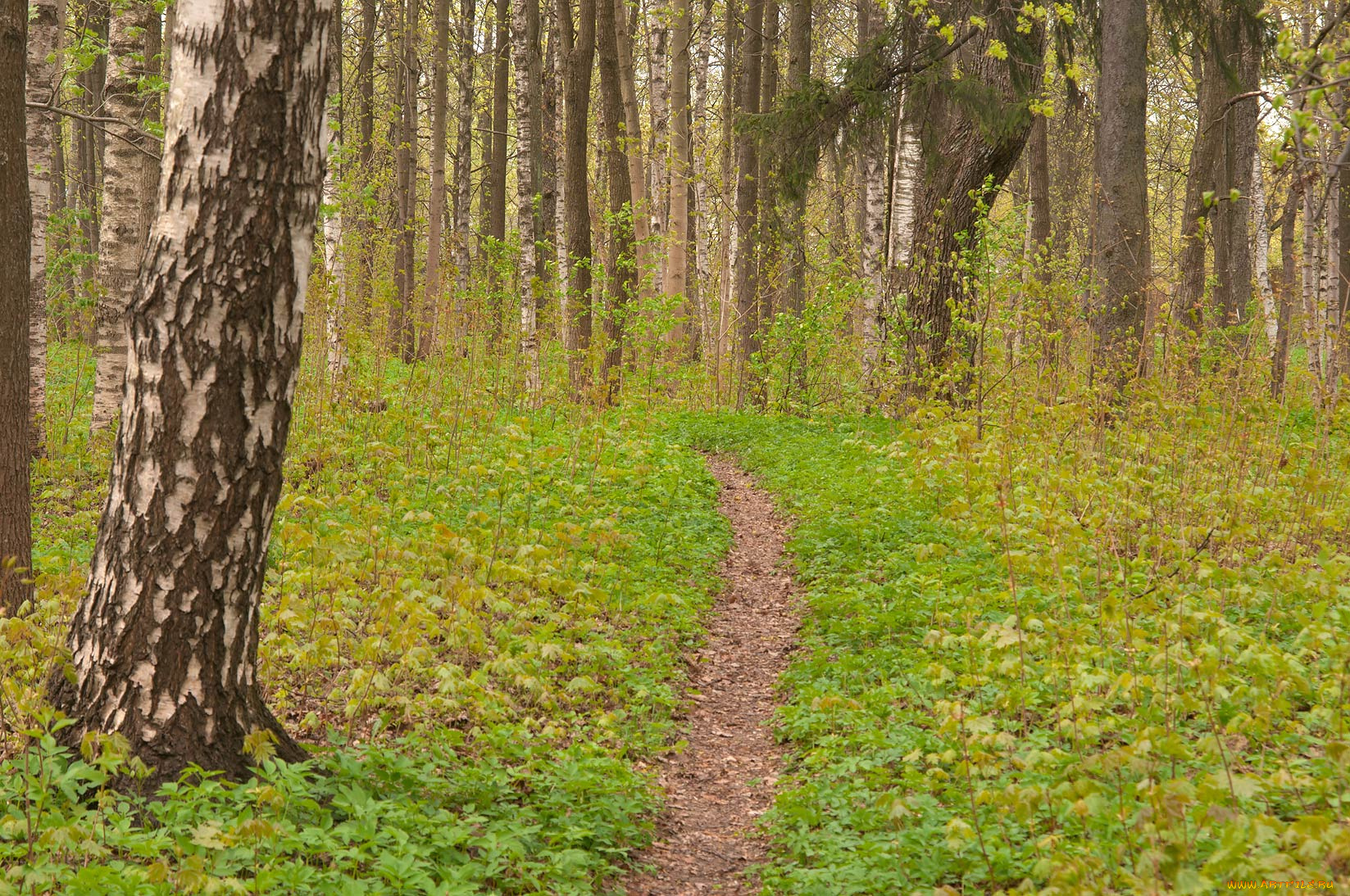 природа, лес, березы, тропинка