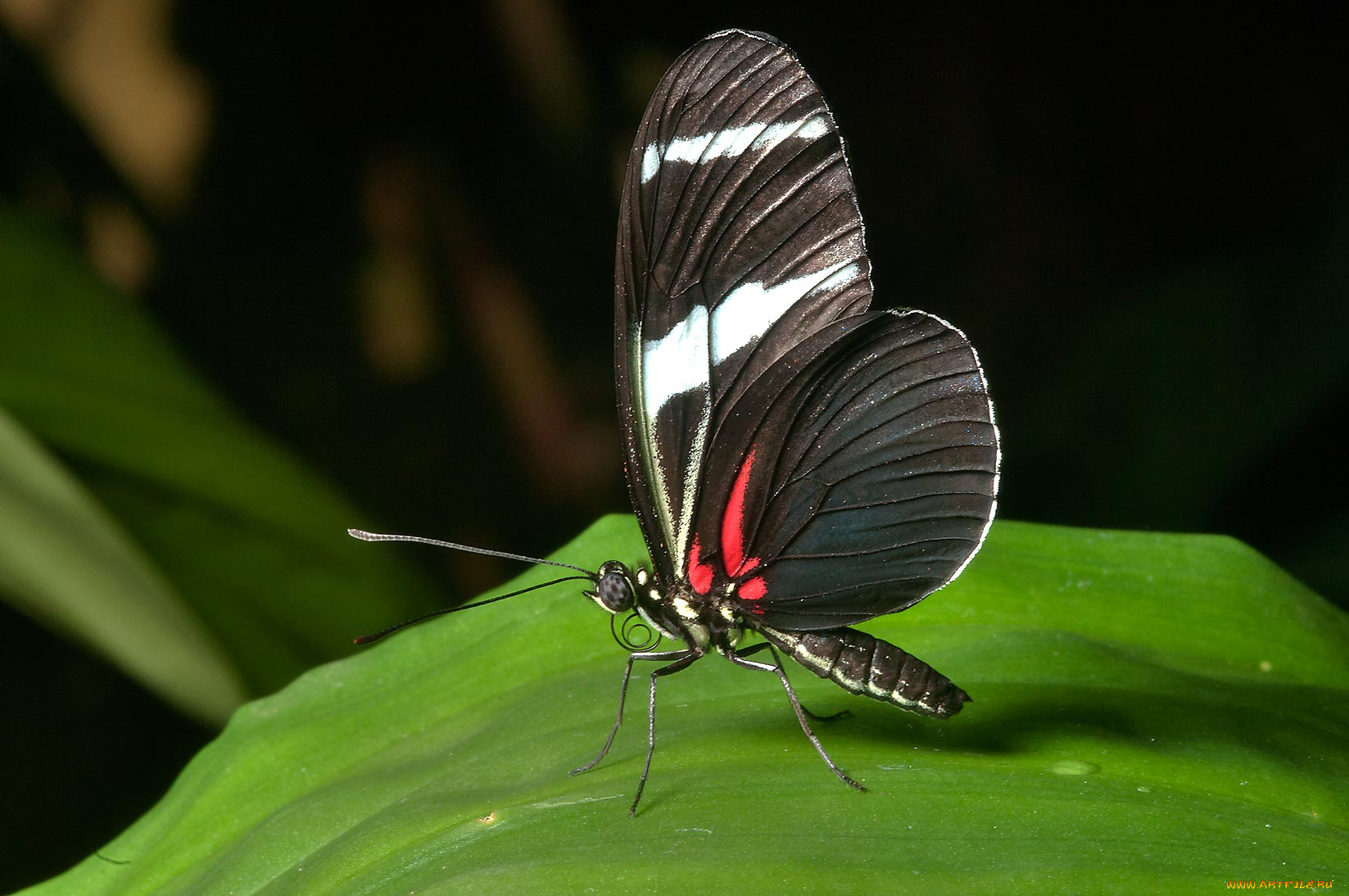животные, бабочки, бабочка