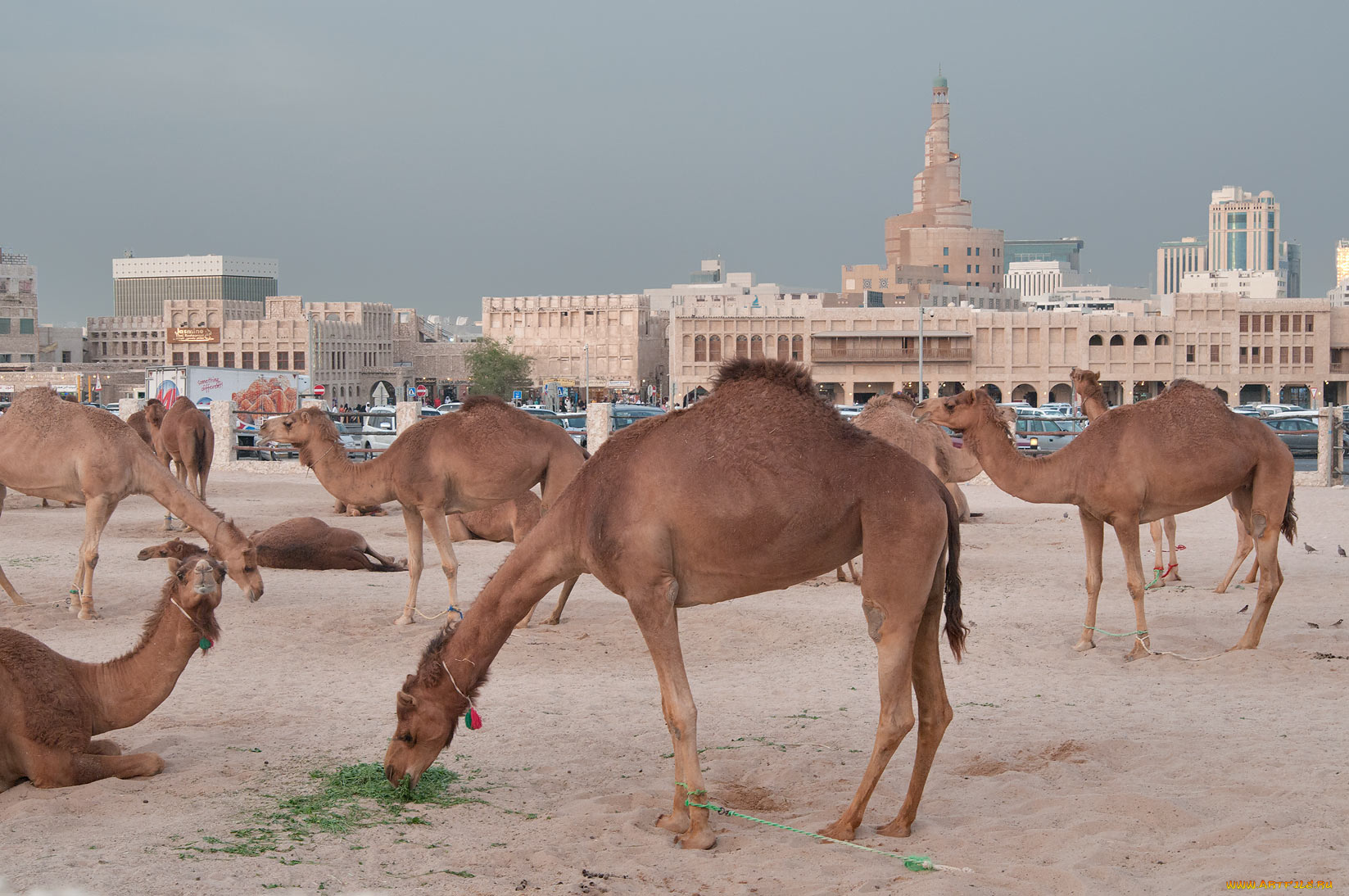 животные, верблюды