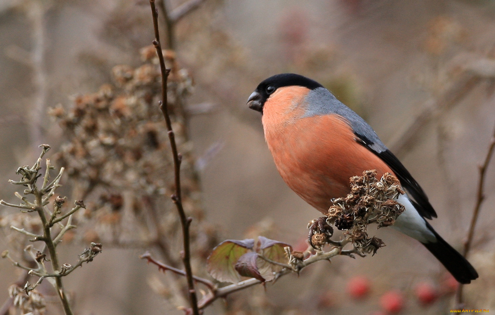 животные, снегири, ветка, грудка, перья
