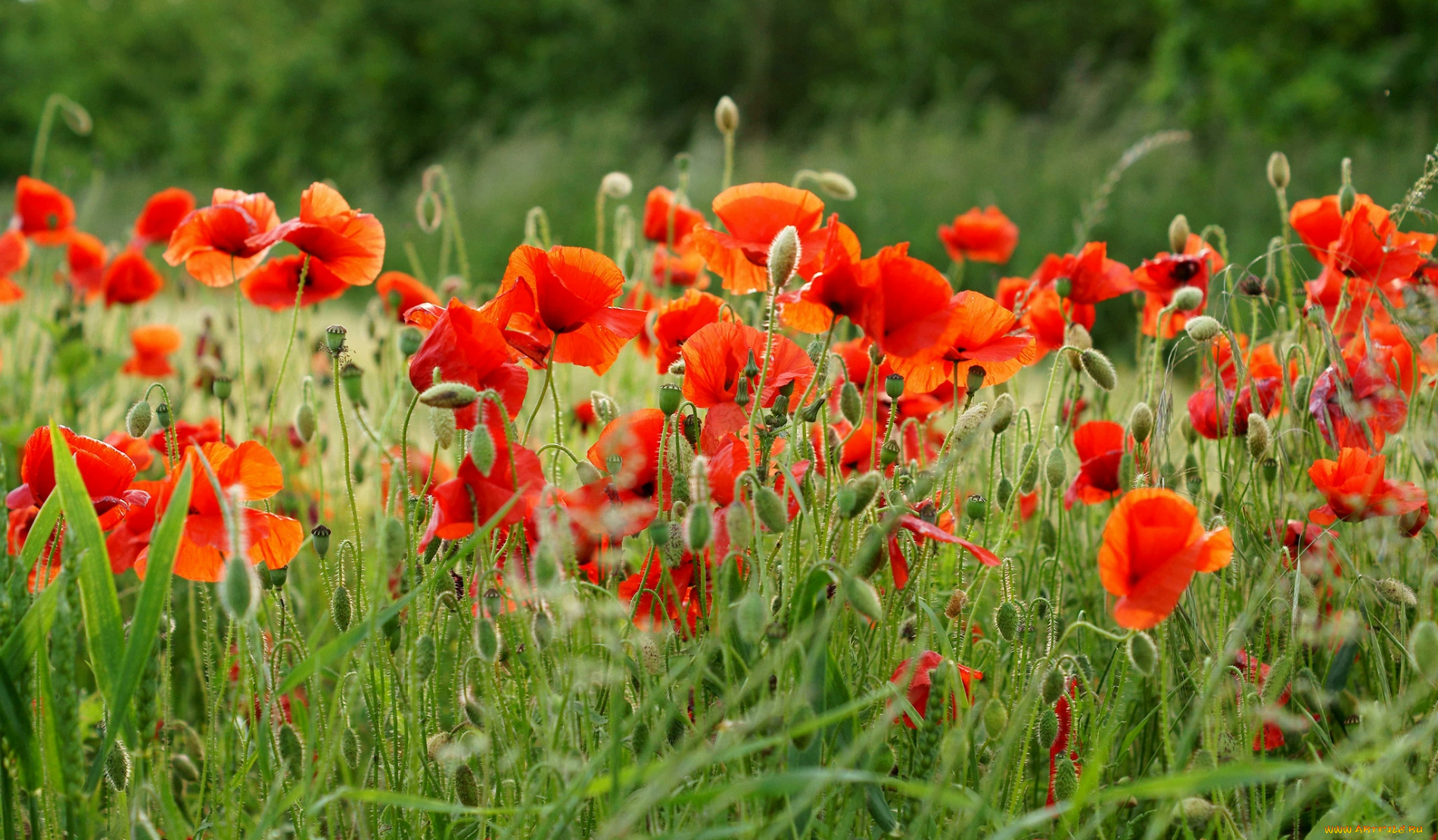 цветы, маки, красный