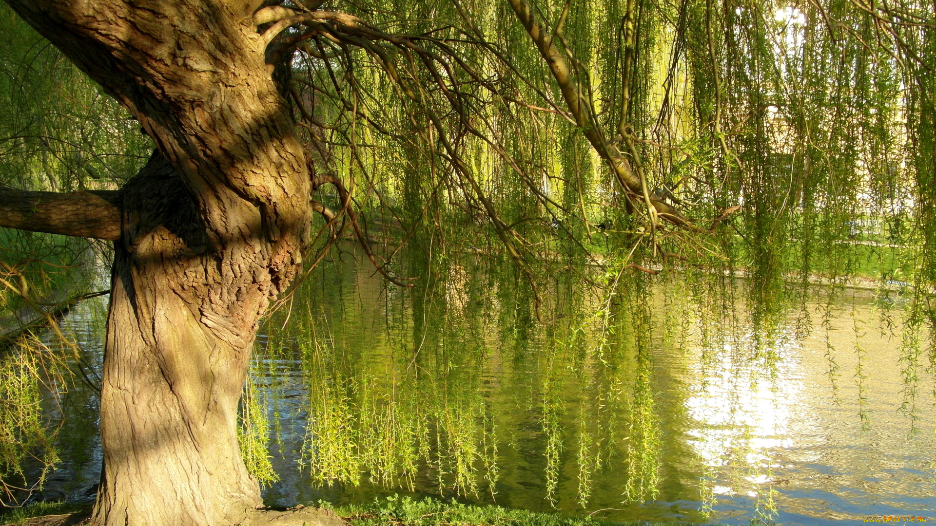 abel, tasman, national, park, природа, реки, озера, река, деревья
