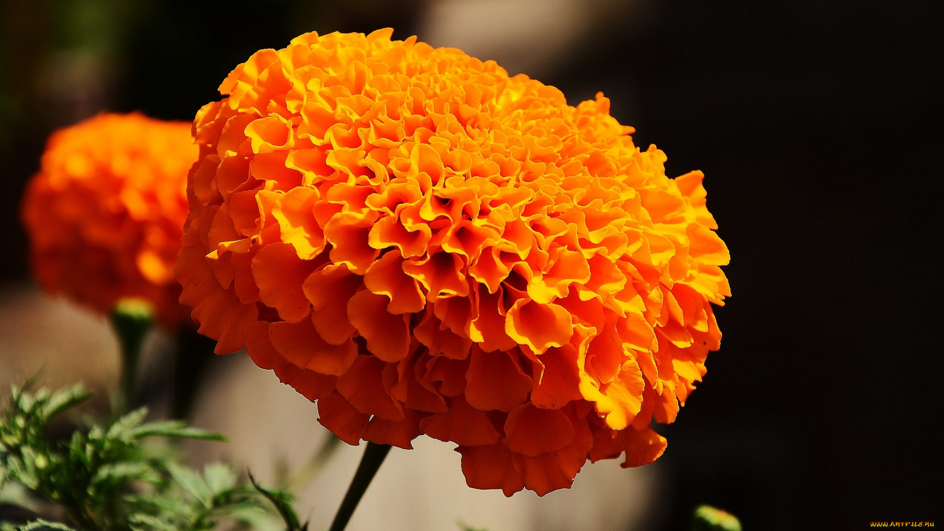 цветы, бархатцы, оранжевый