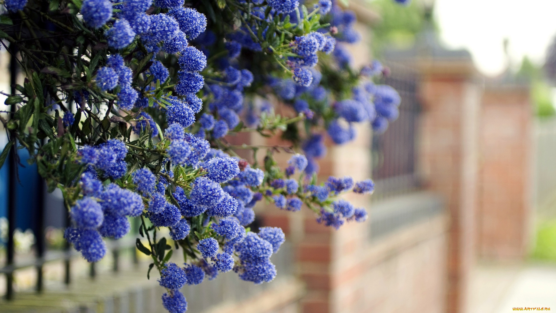 цветы, цветущие, деревья, кустарники, синий