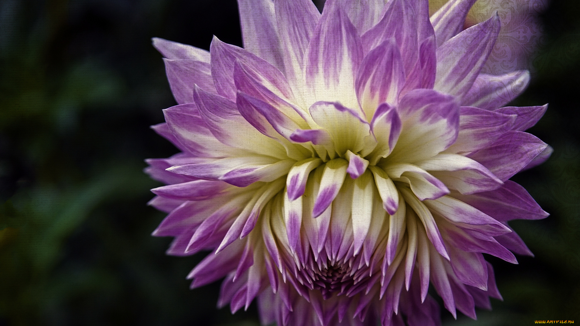 цветы, георгины, бутон