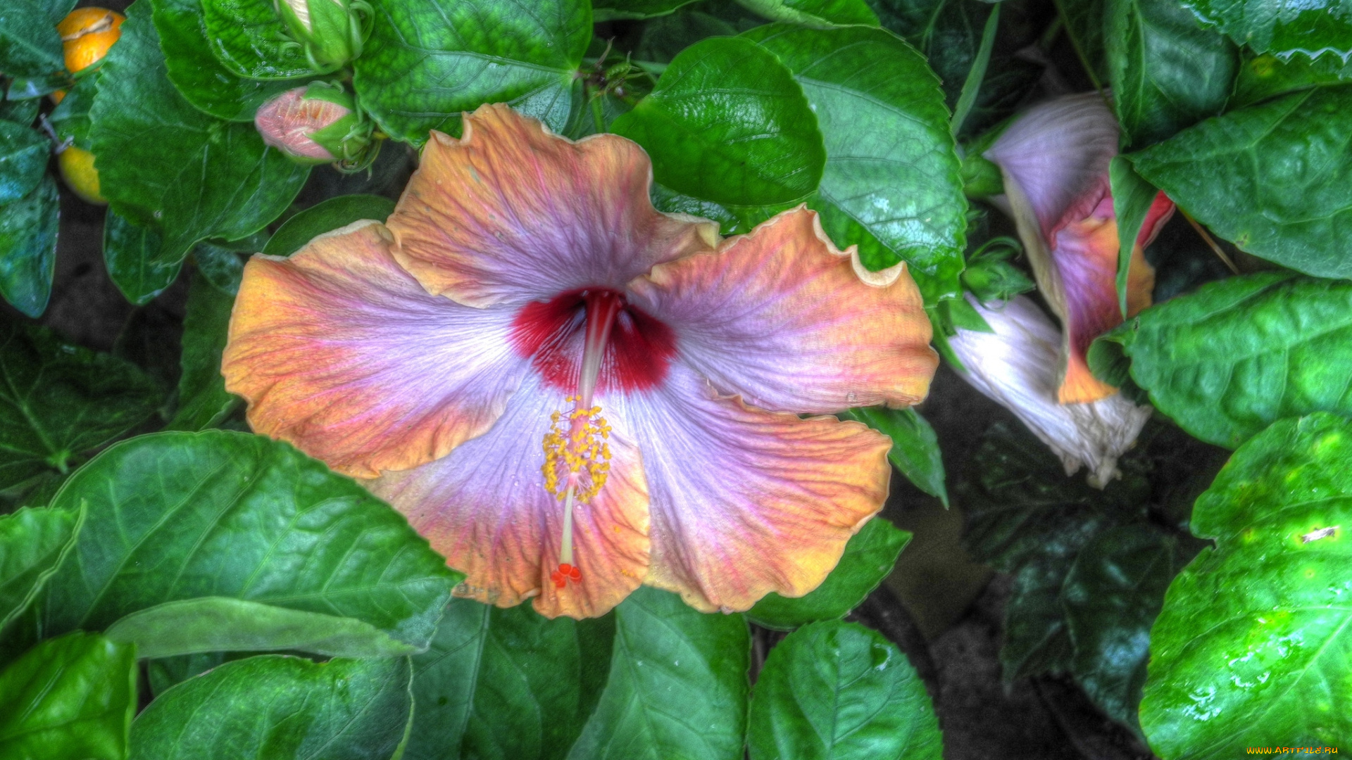 цветы, гибискусы, экзотика