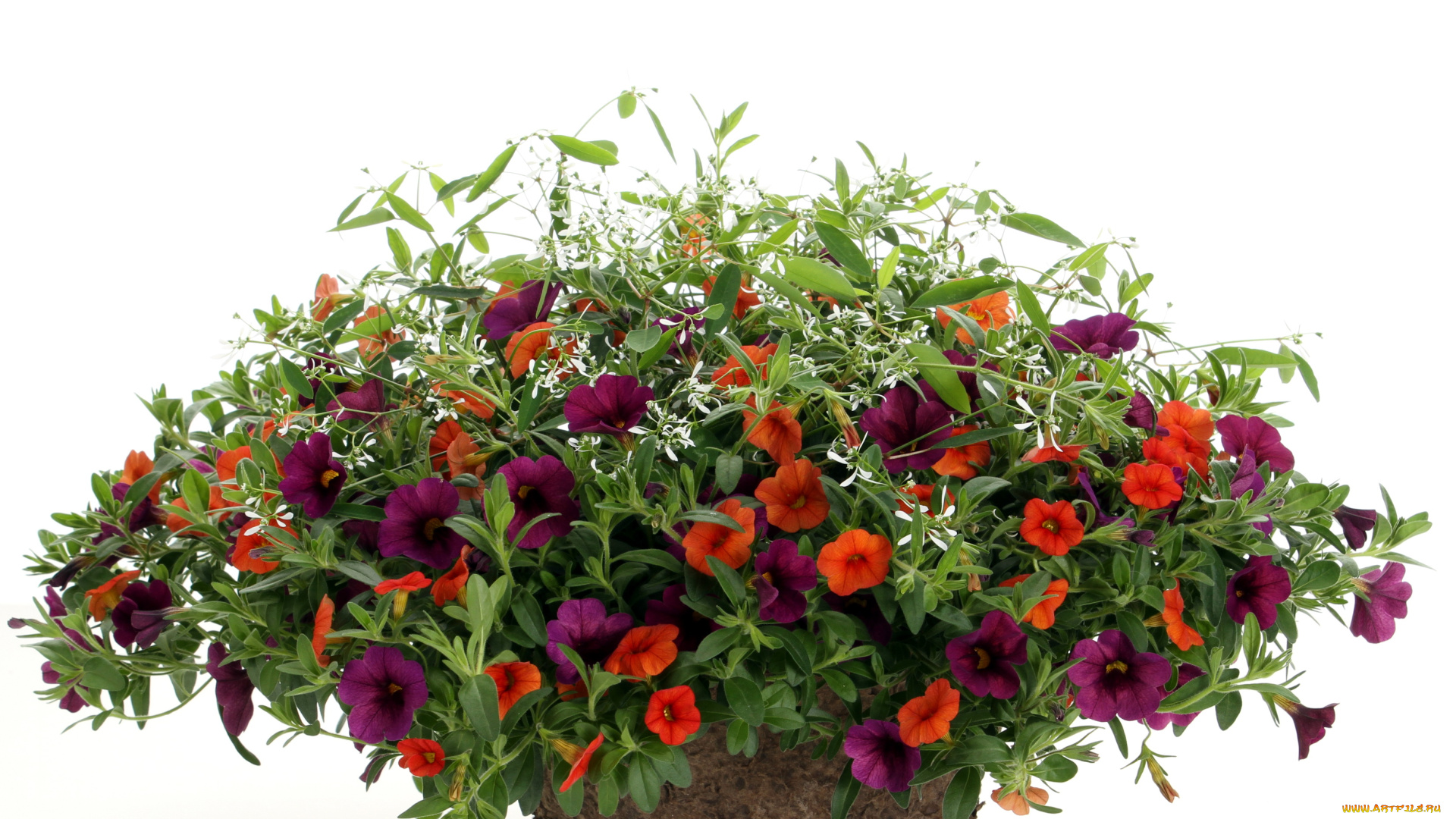 цветы, петунии, калибрахоа, calibrachoa