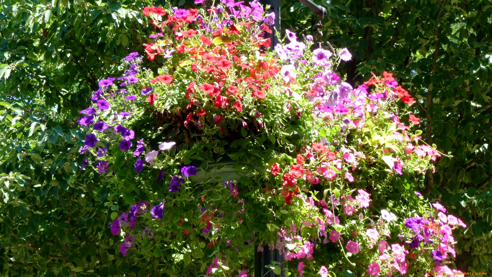 цветы, петунии, калибрахоа, петунья