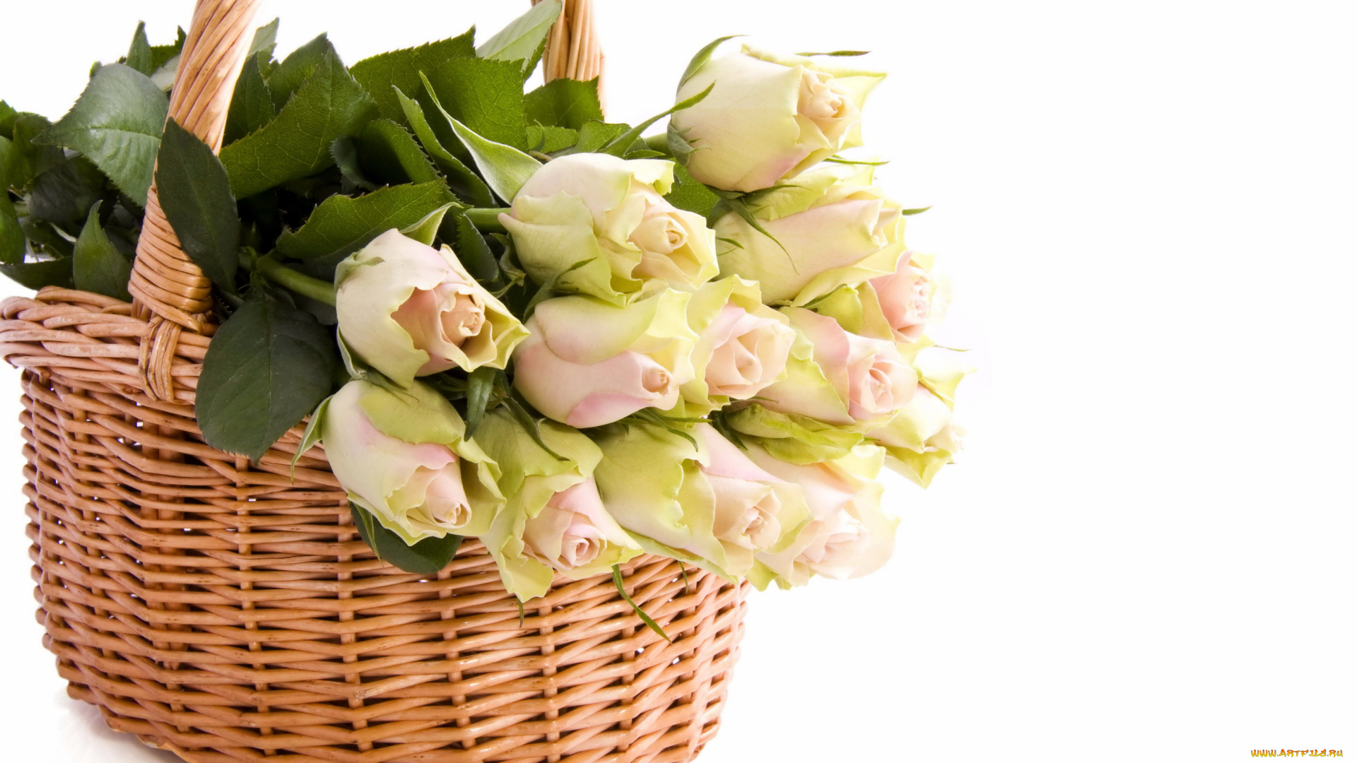 цветы, розы, букет, корзина