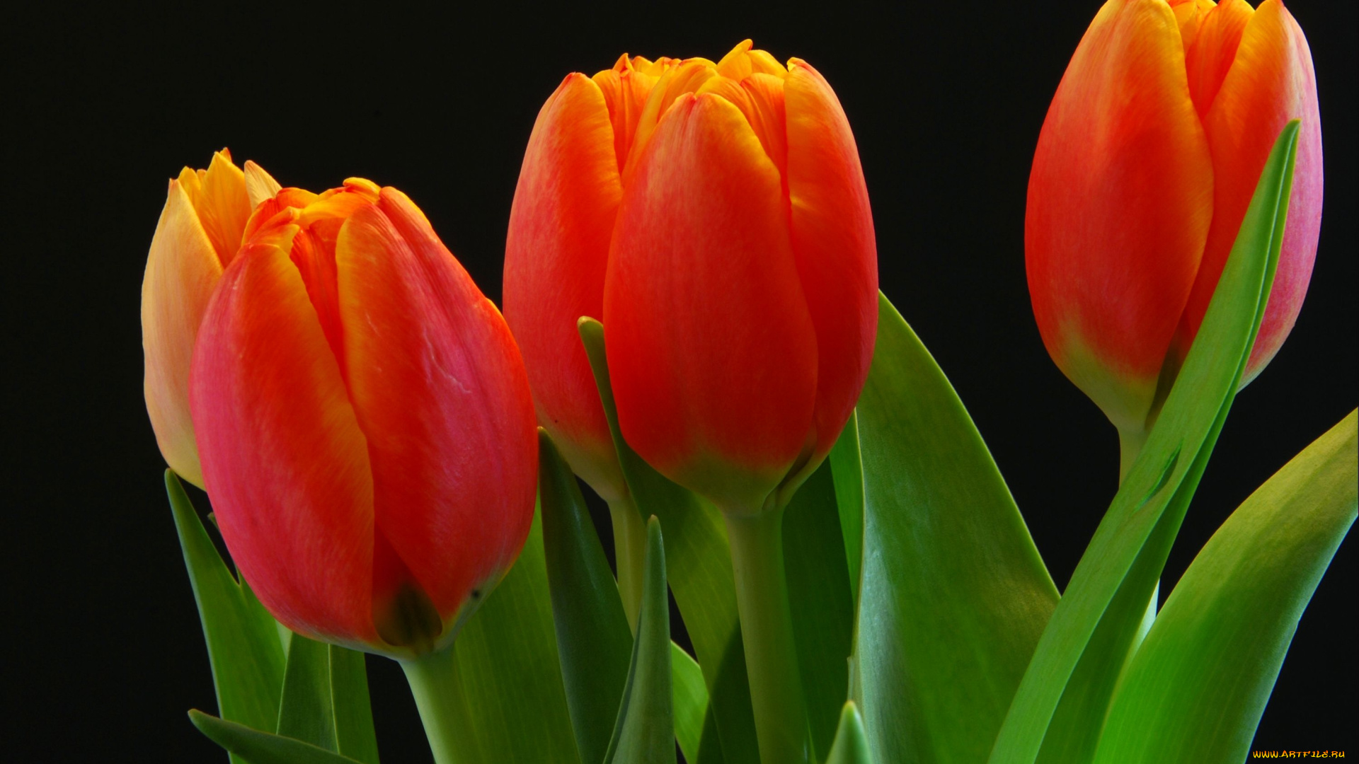 цветы, тюльпаны, красный