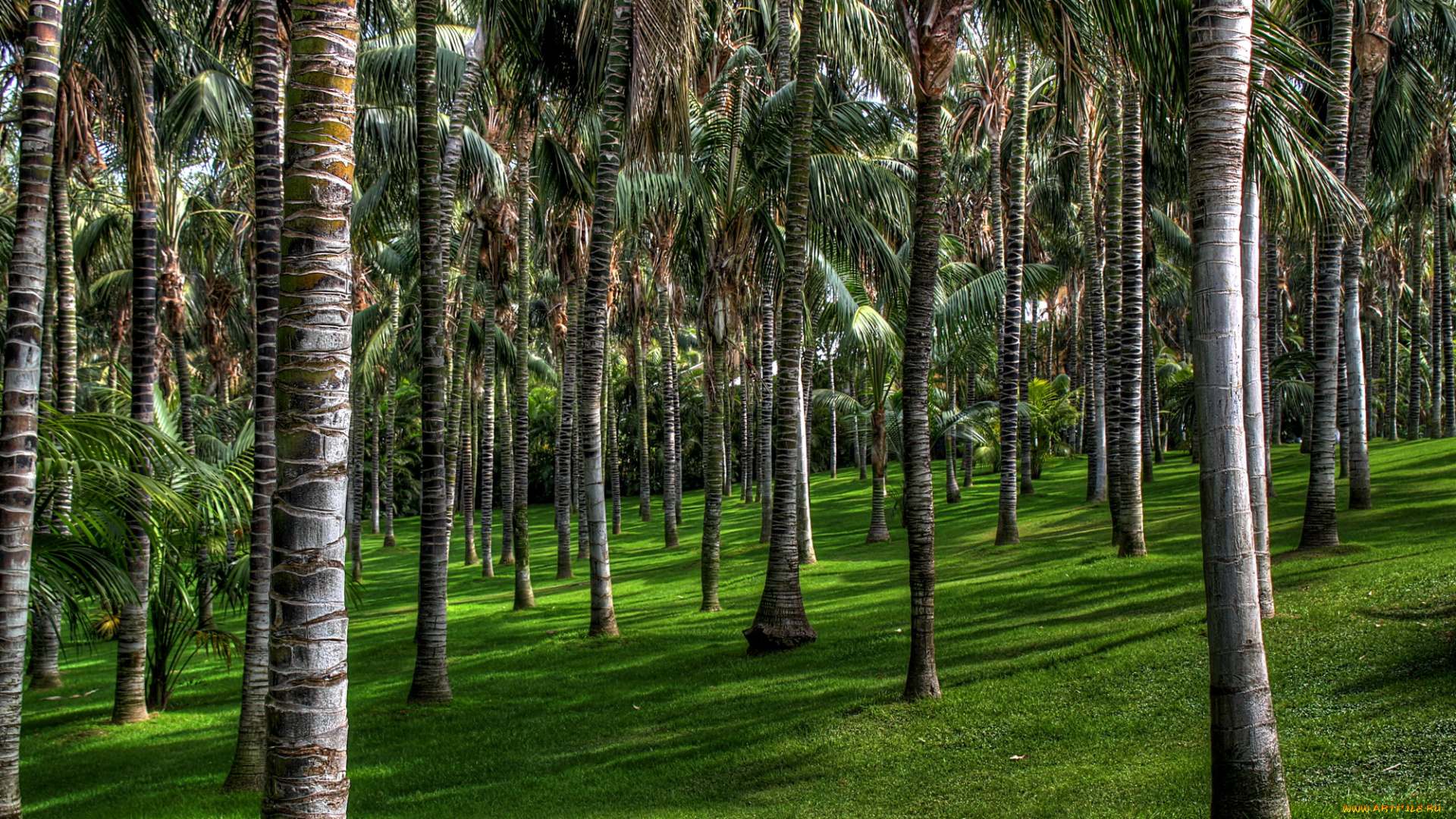 испания, канарские, острова, пуэрто, де, ла, крус, пальмовый, парк, природа, пальмы