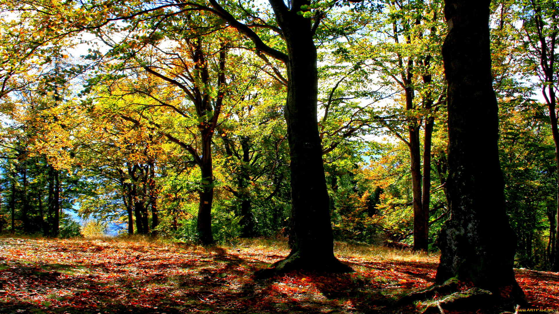 польша, brenna, природа, лес, осень, река