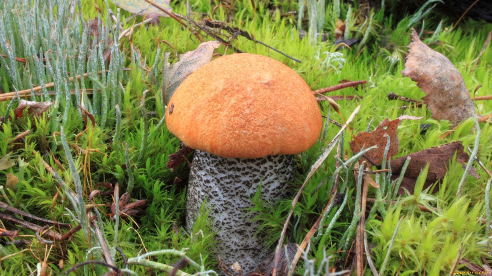 природа, грибы, гриб