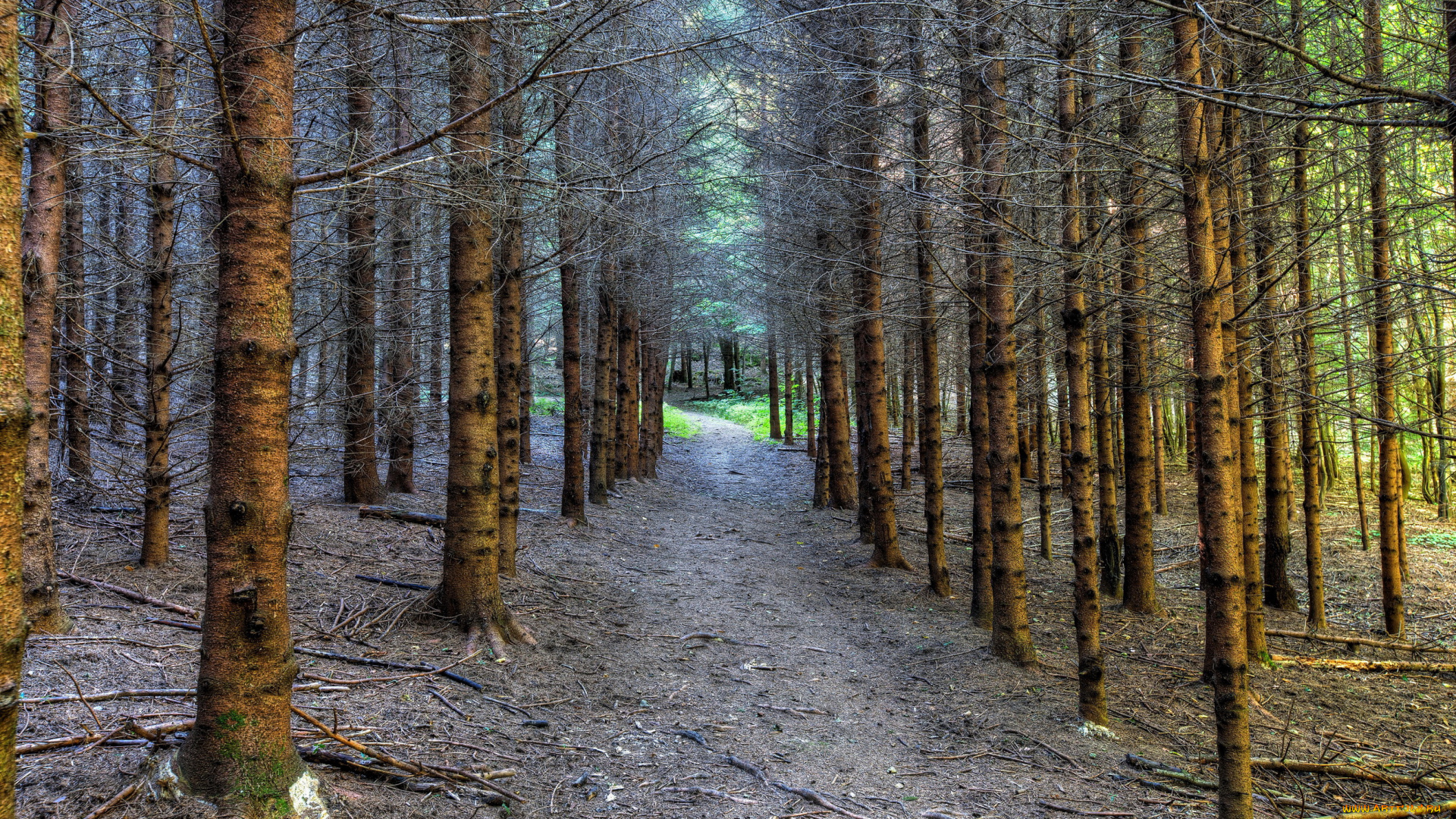 природа, лес