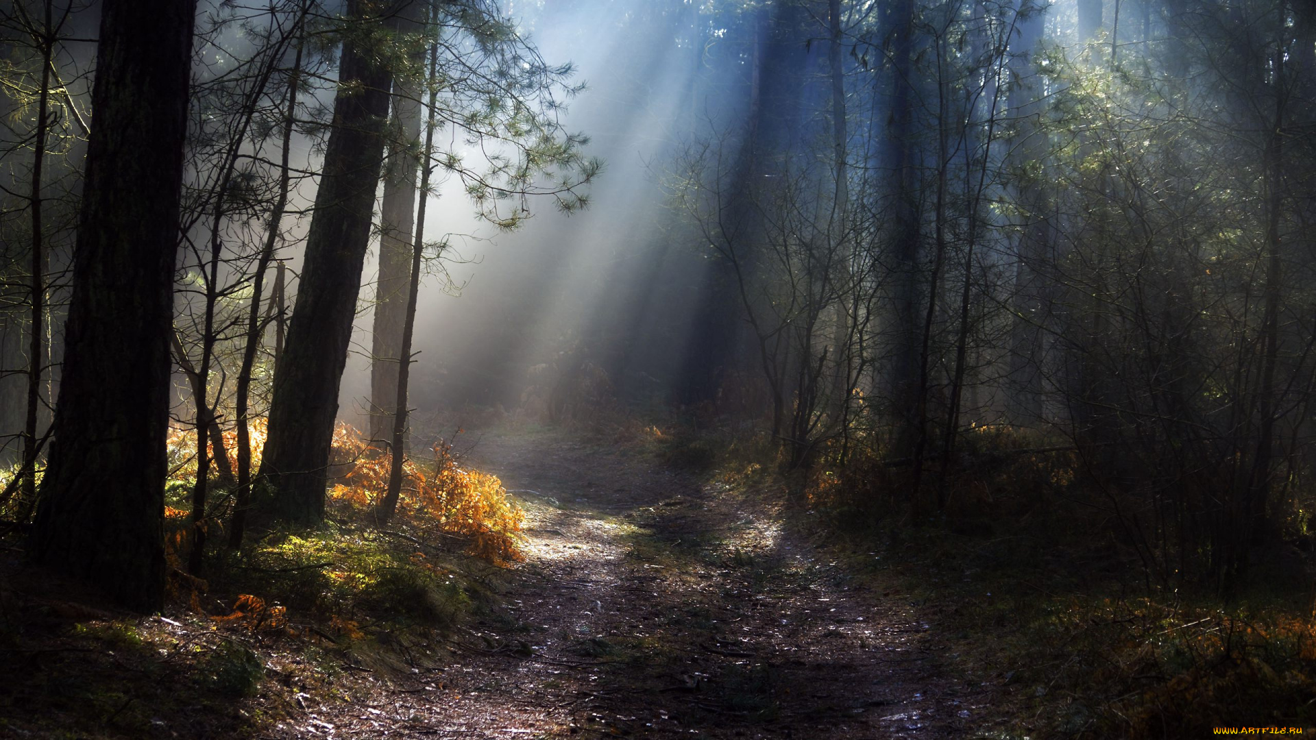 природа, лес, лучи, стволы, дорога, свет