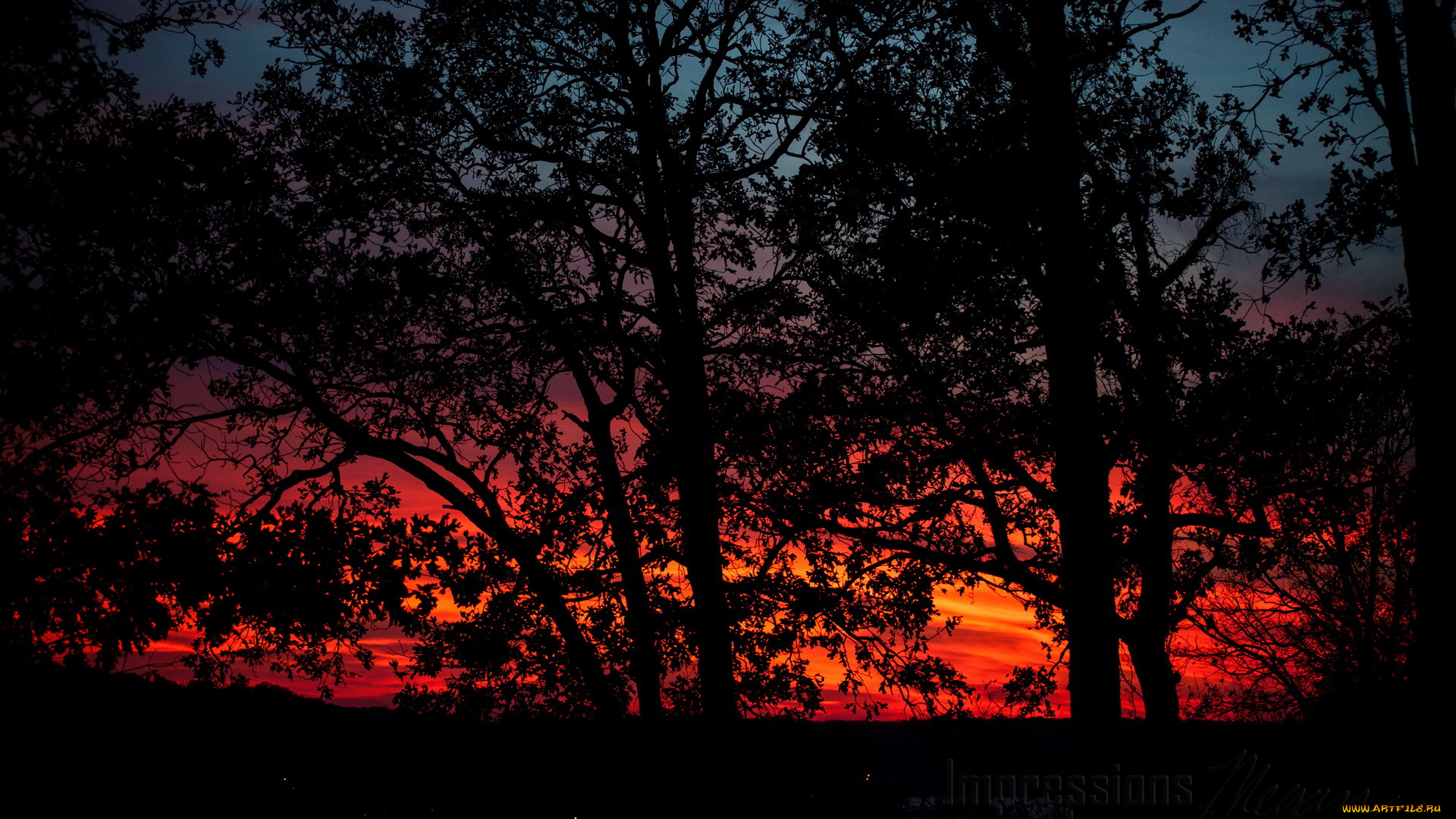 природа, восходы, закаты, вечер, закат, облака, деревья