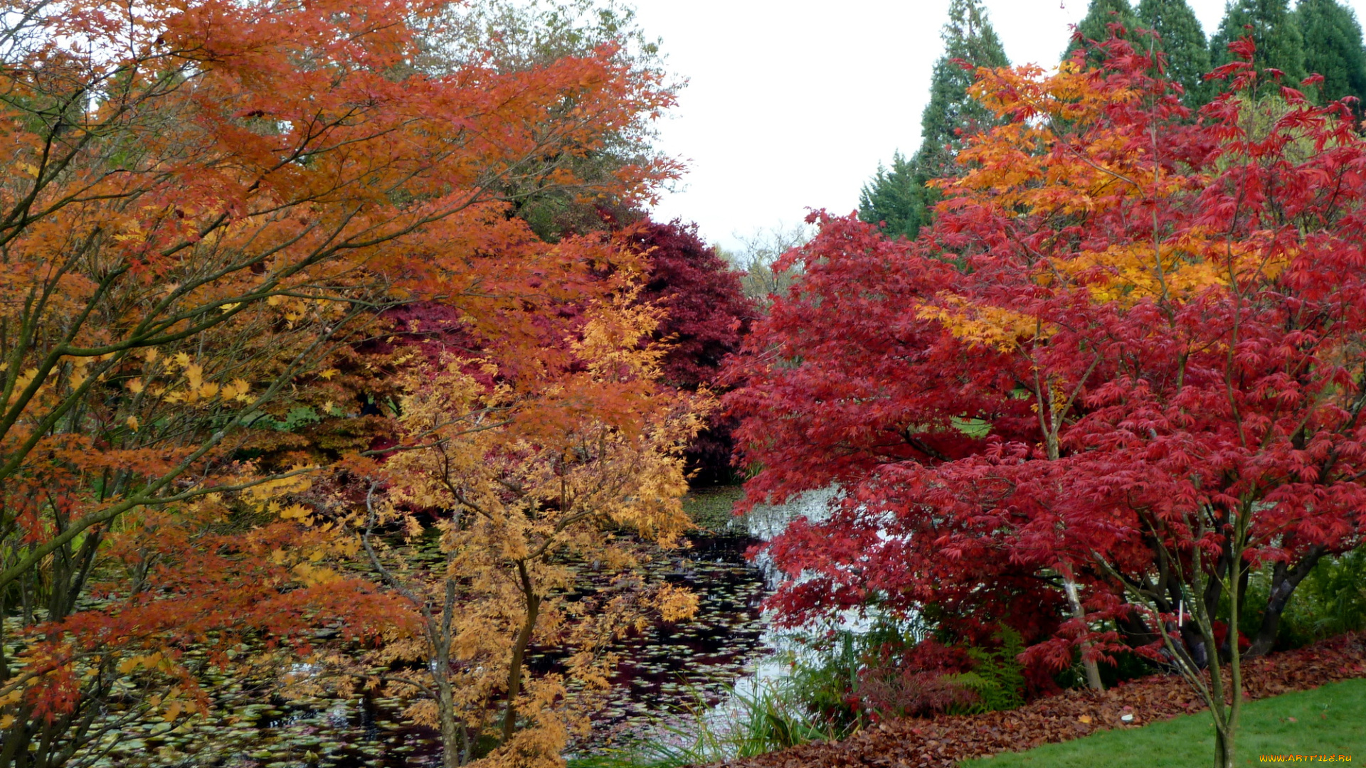 vandusen, botanical, garden, vancouver, канада, природа, парк, растения, река, тропинка