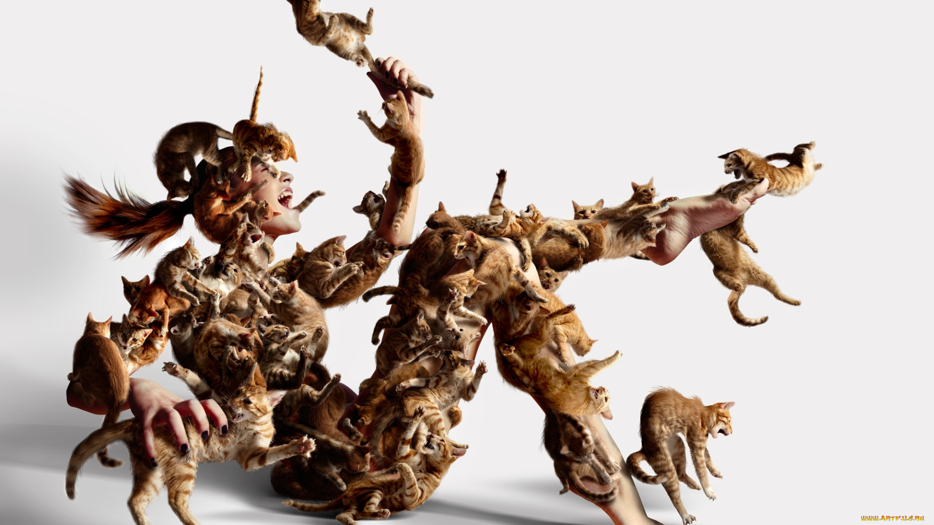 юмор, приколы, нападение, кошки, девушка