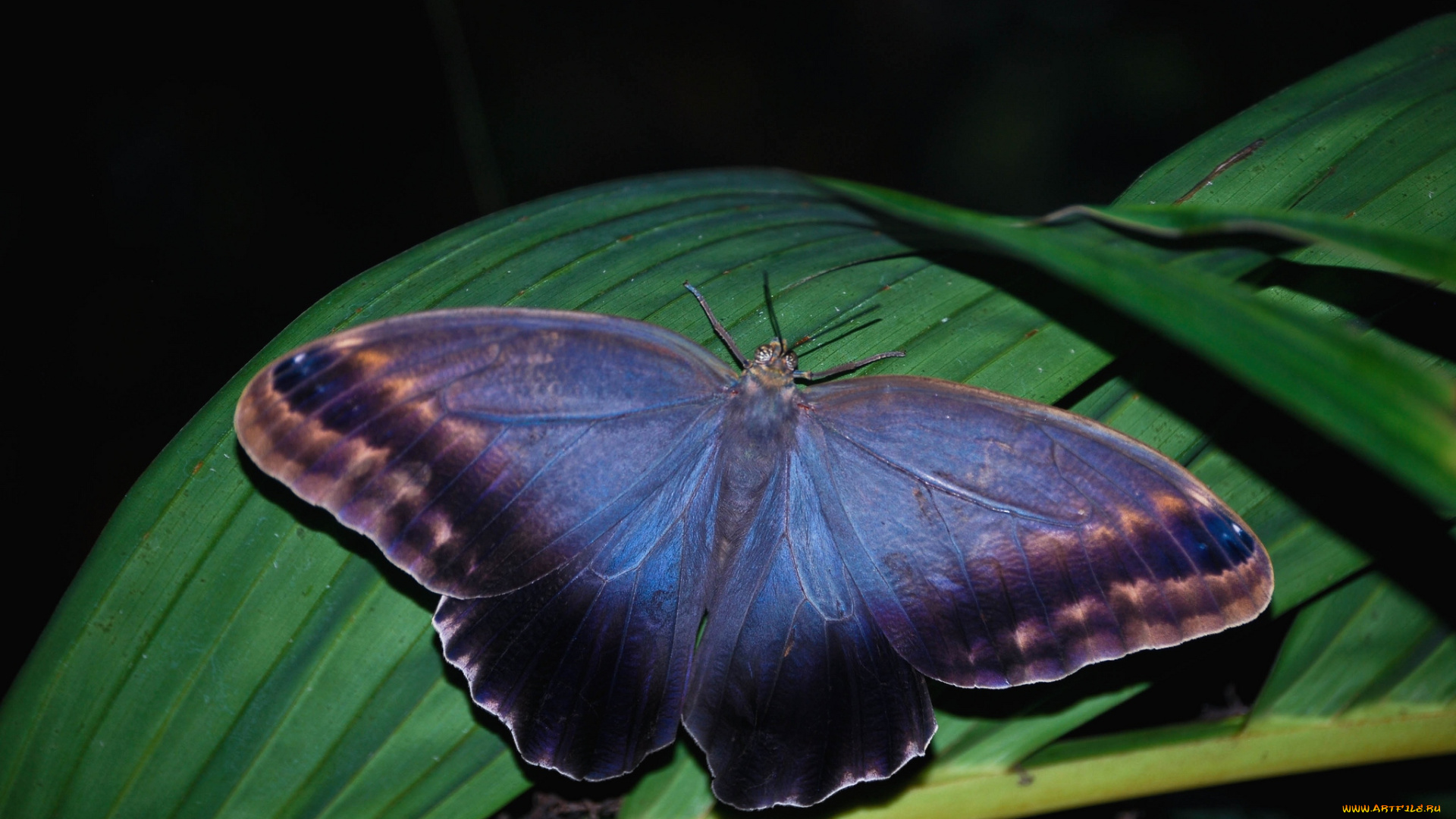 животные, бабочки, синий, крылья