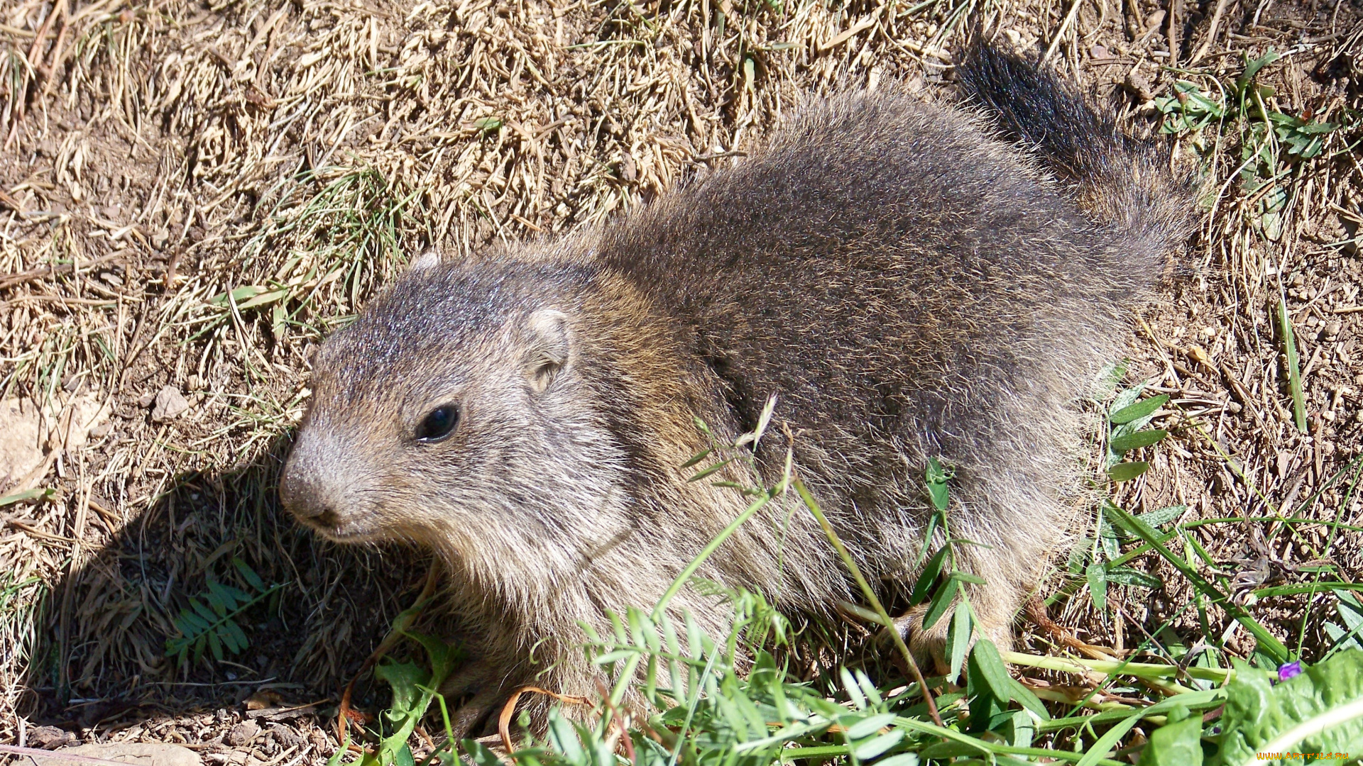 животные, другое, france, animals, marmotte