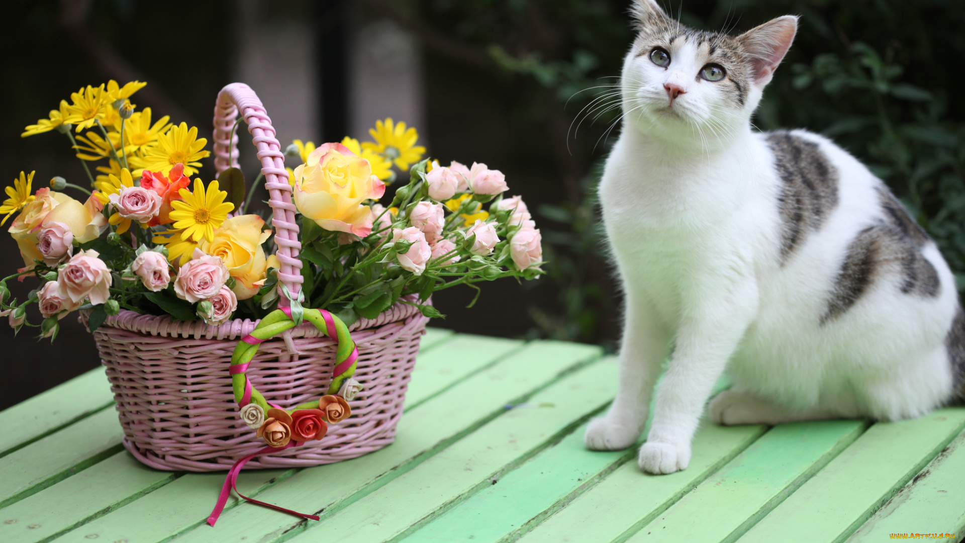 животные, коты, букет, котейка, корзинка, розы