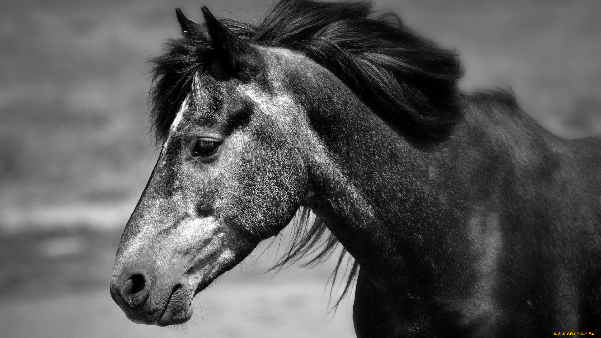 животные, лошади, морда, грива