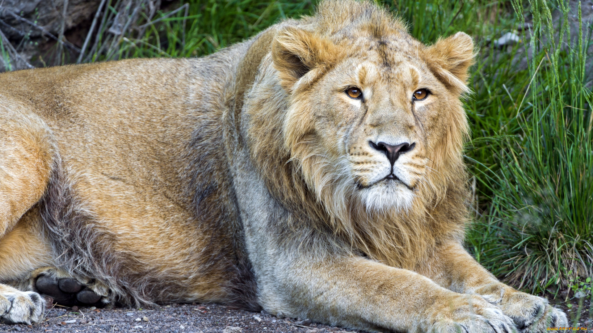 животные, львы, хищник