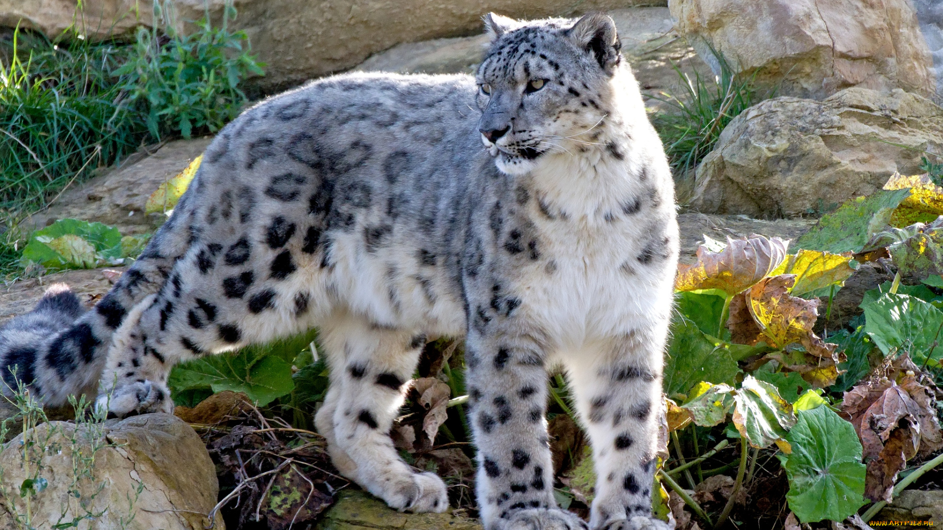 животные, снежный, барс, ирбис, хищник