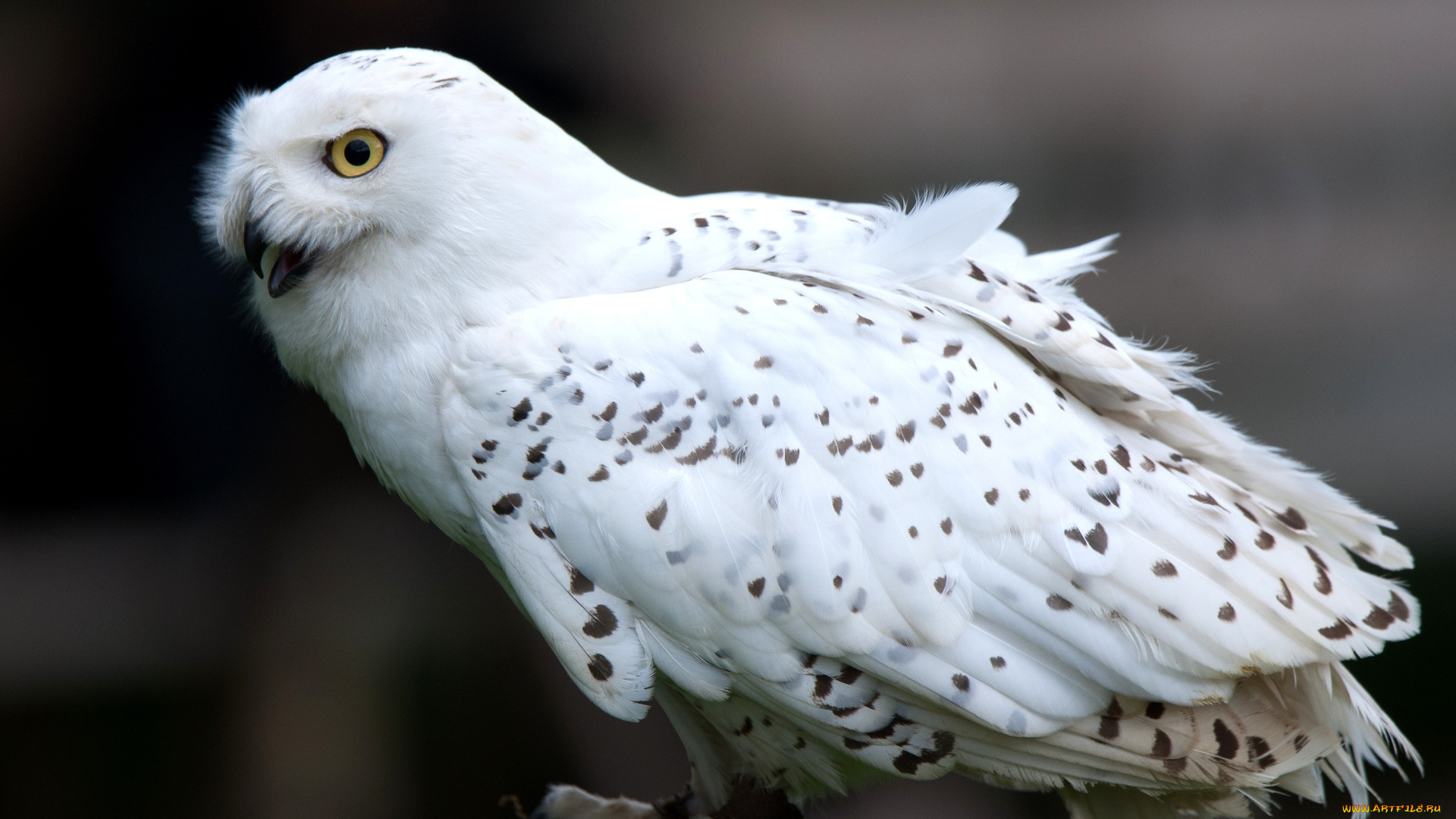 животные, совы, белый, хищник