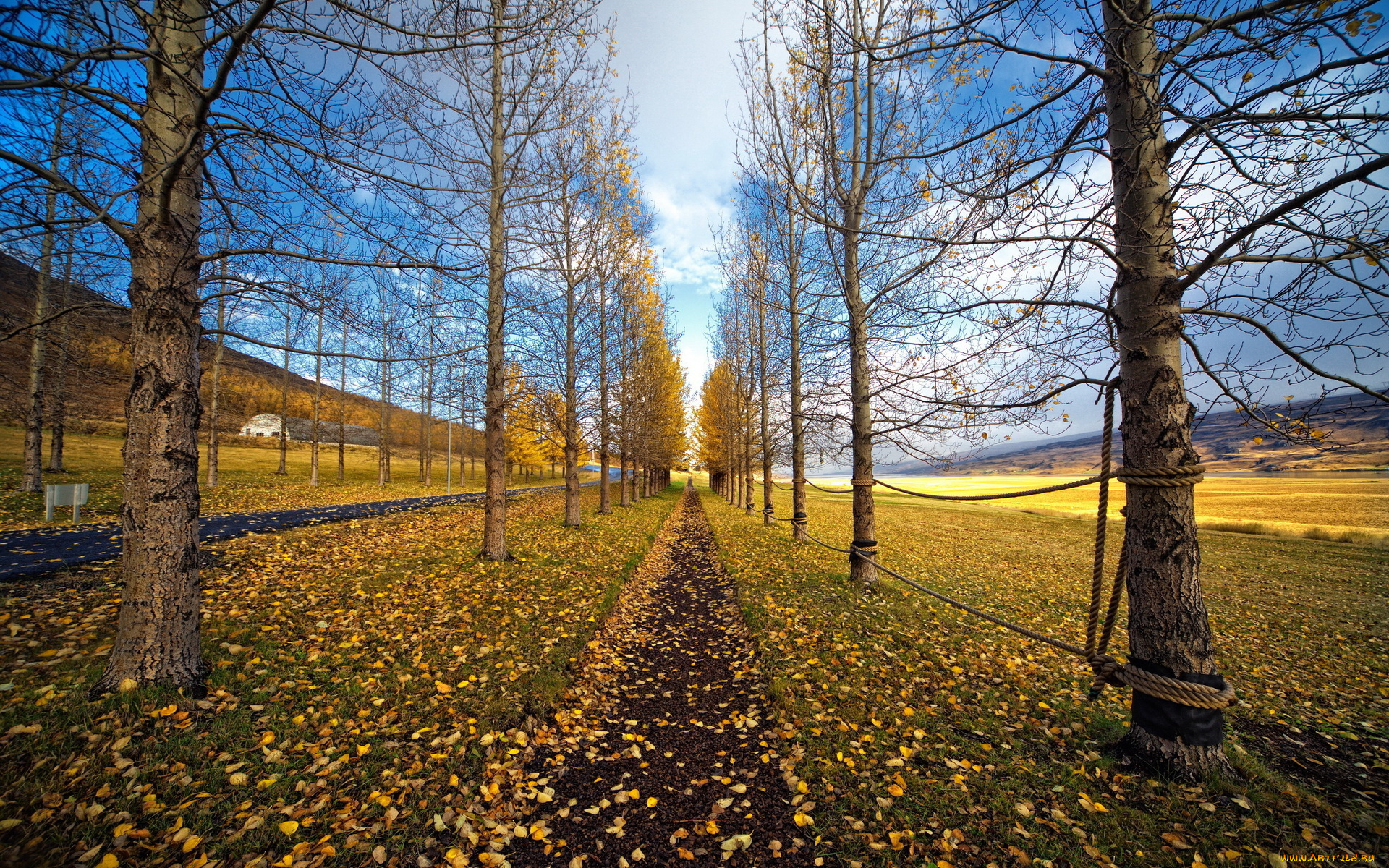 природа, деревья, осень